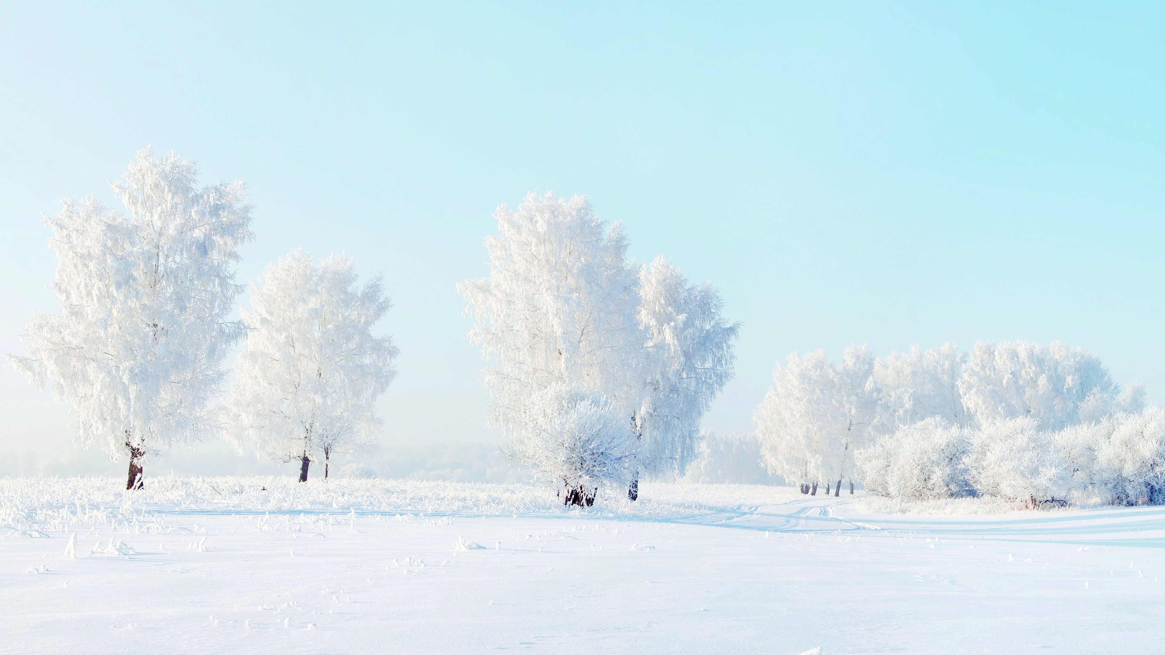 trees, snow, winter, 4k, HD Wallpaper