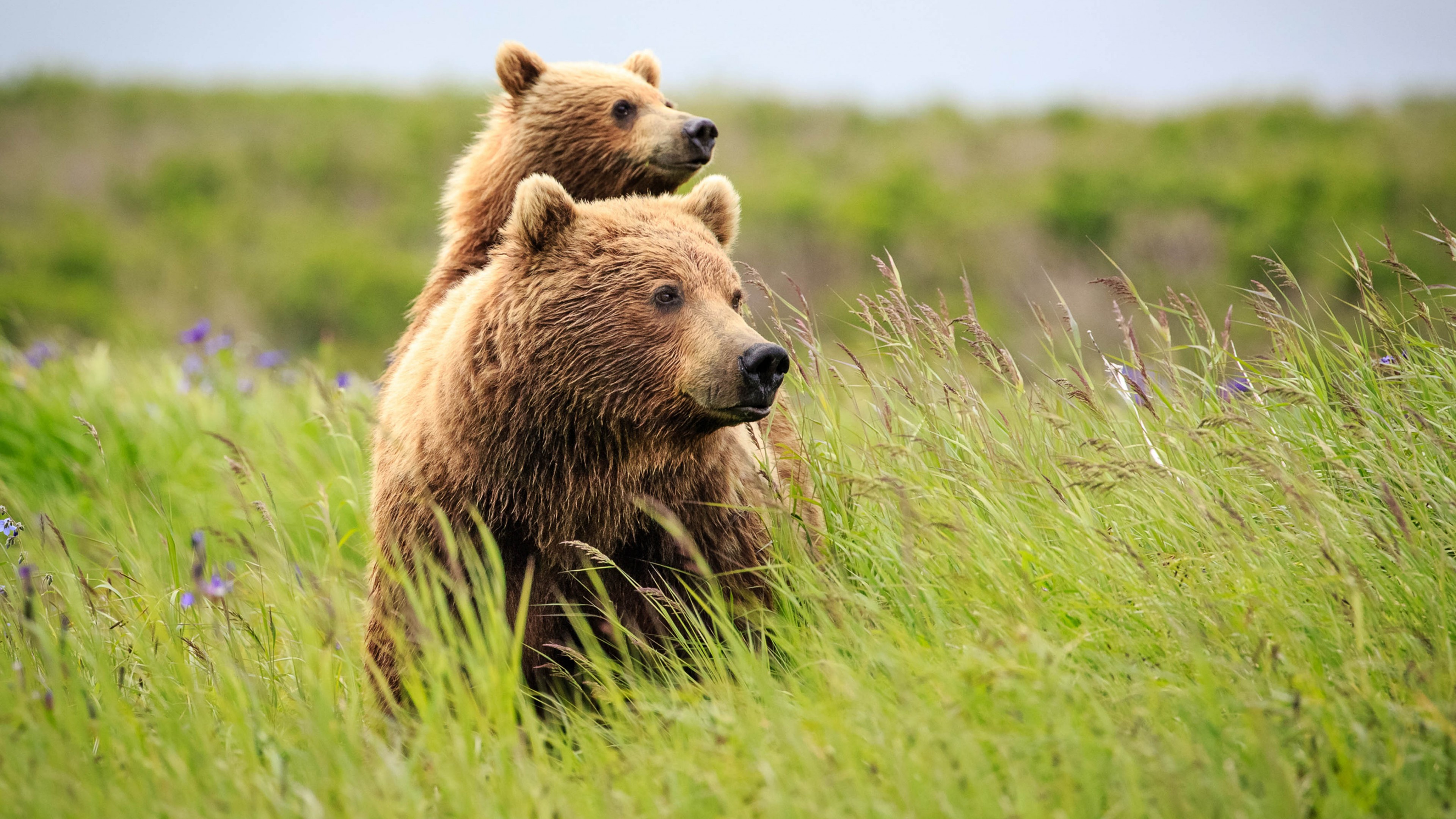 bear, cute animals, grass, 4k, HD Wallpaper