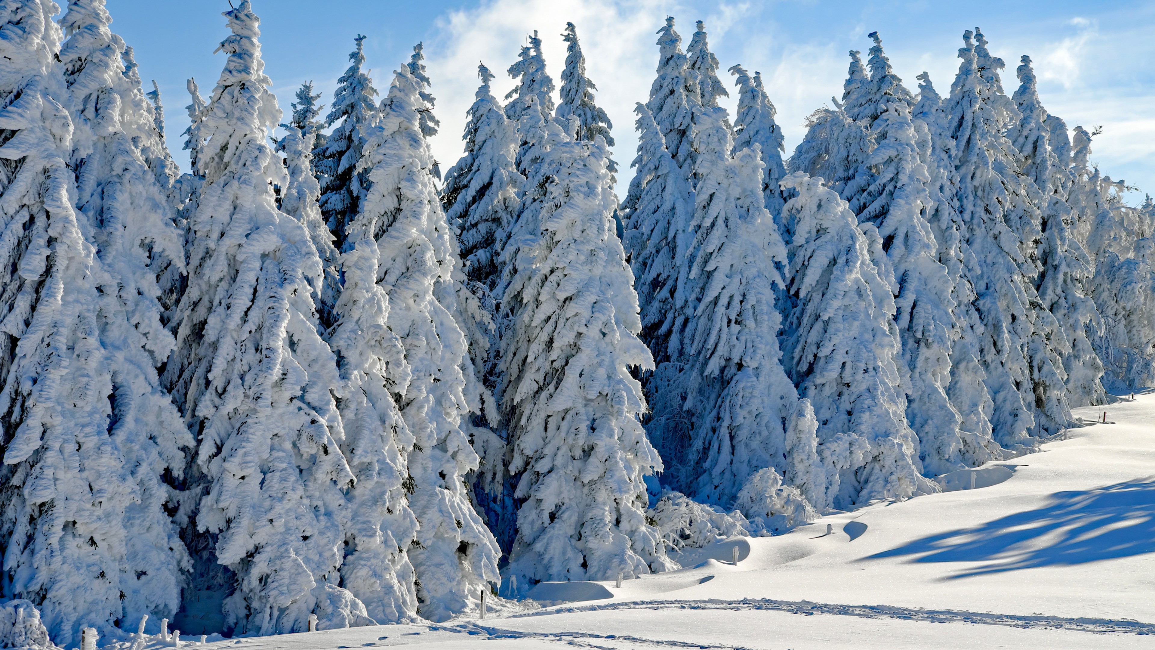 forest, tree, snow, winter, 4k, HD Wallpaper