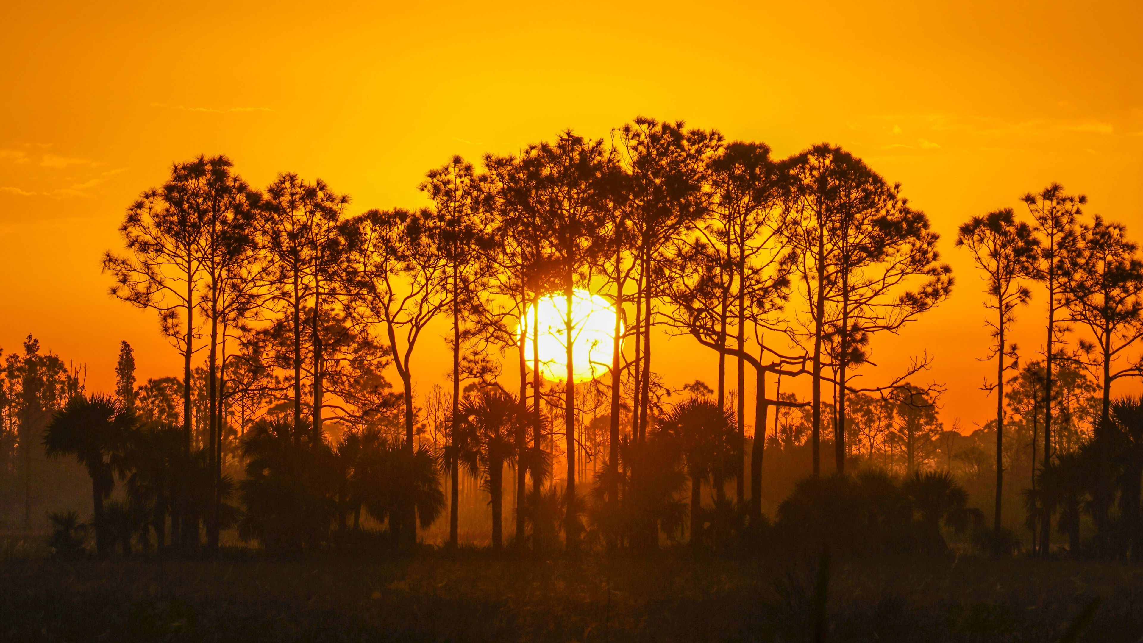 sunset, sun, trees, silhouette, 4k, HD Wallpaper