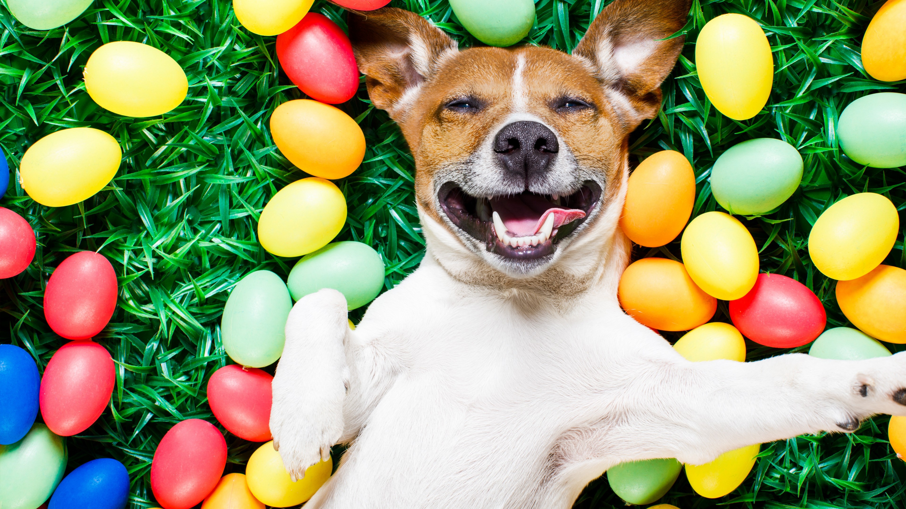 Easter, eggs, dog, 4K, HD Wallpaper