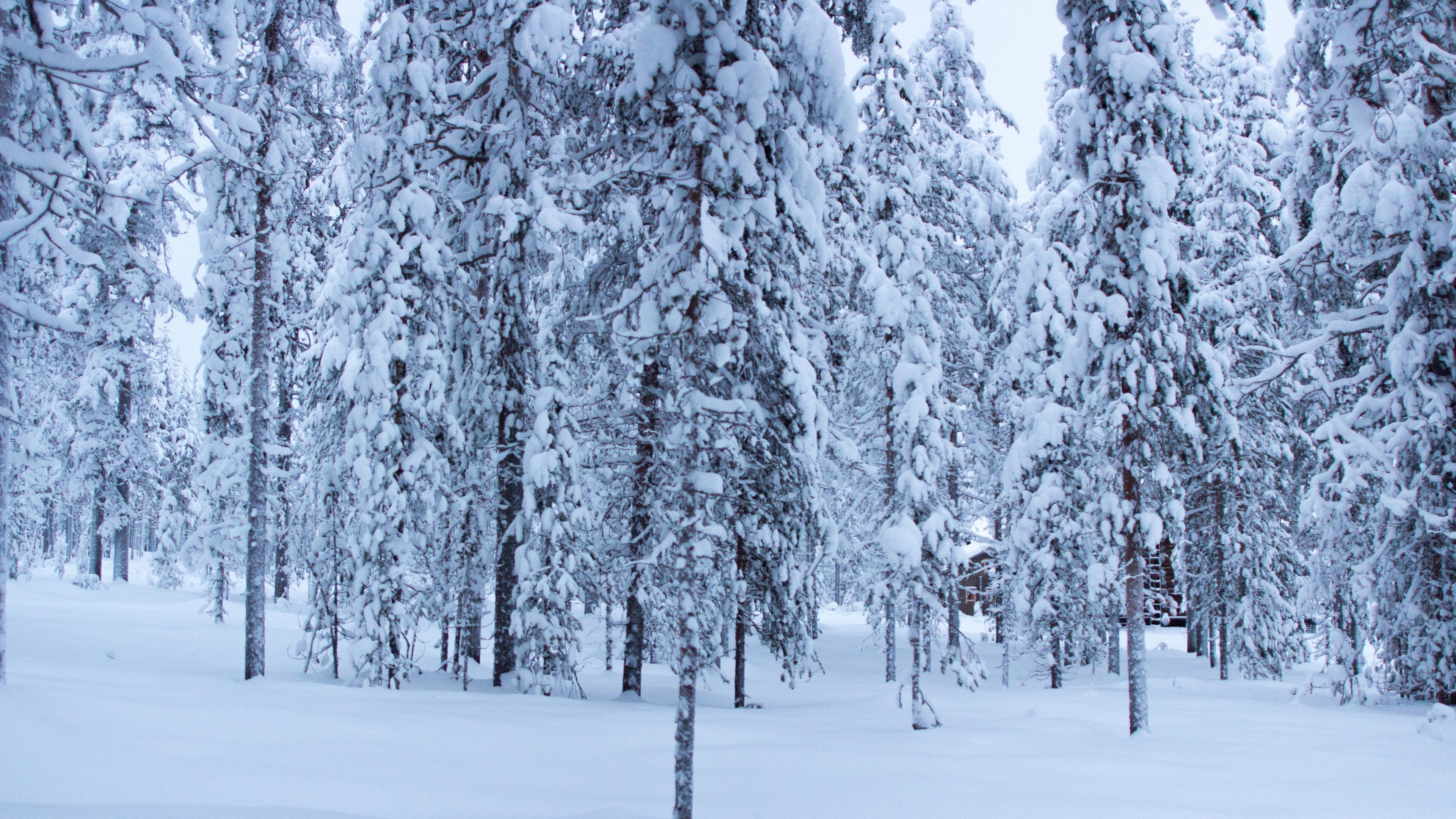 forest, trees, snow, winter, 4K, HD Wallpaper