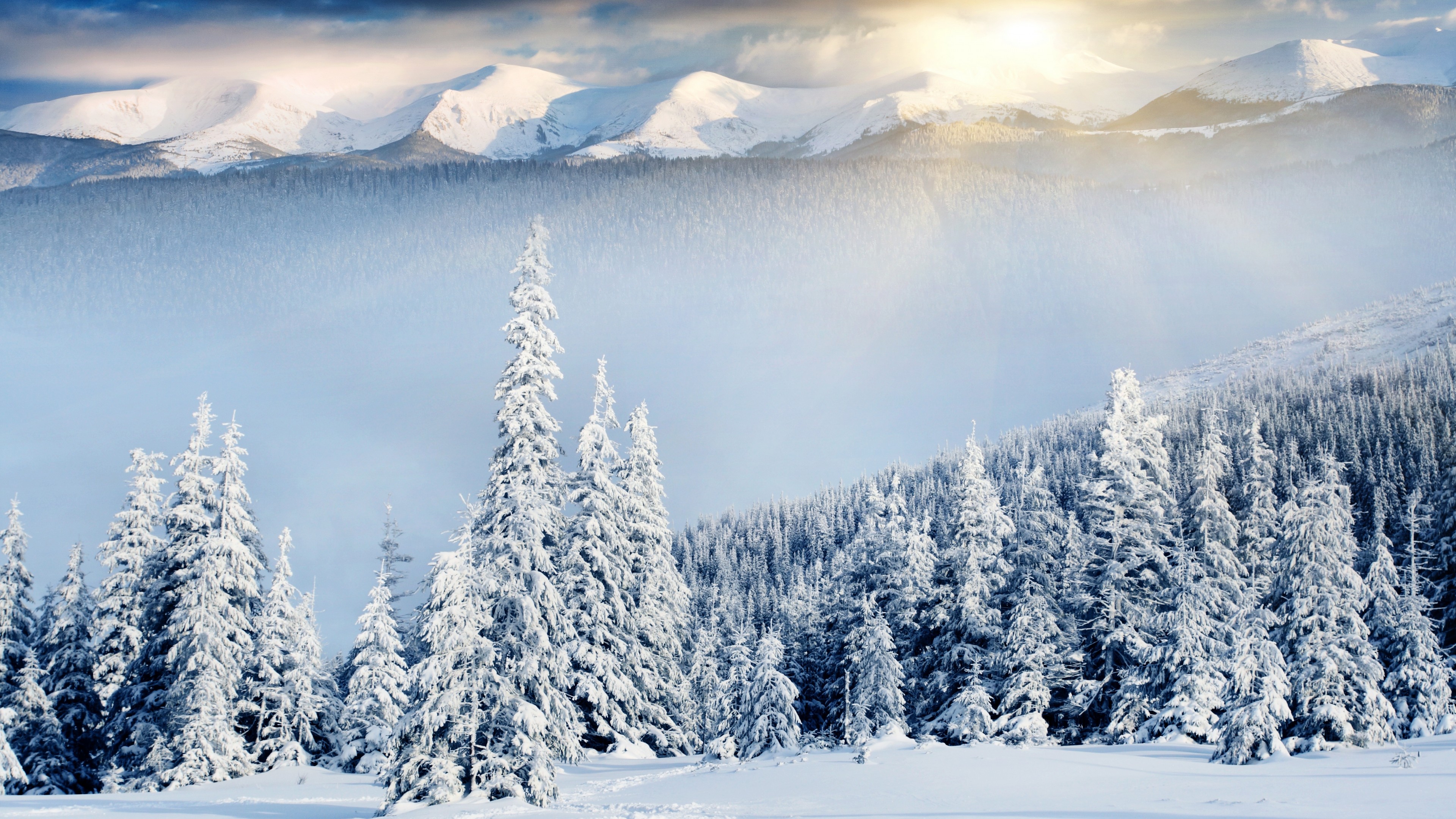 mountains, forest, trees, snow, winter, 4K, HD Wallpaper