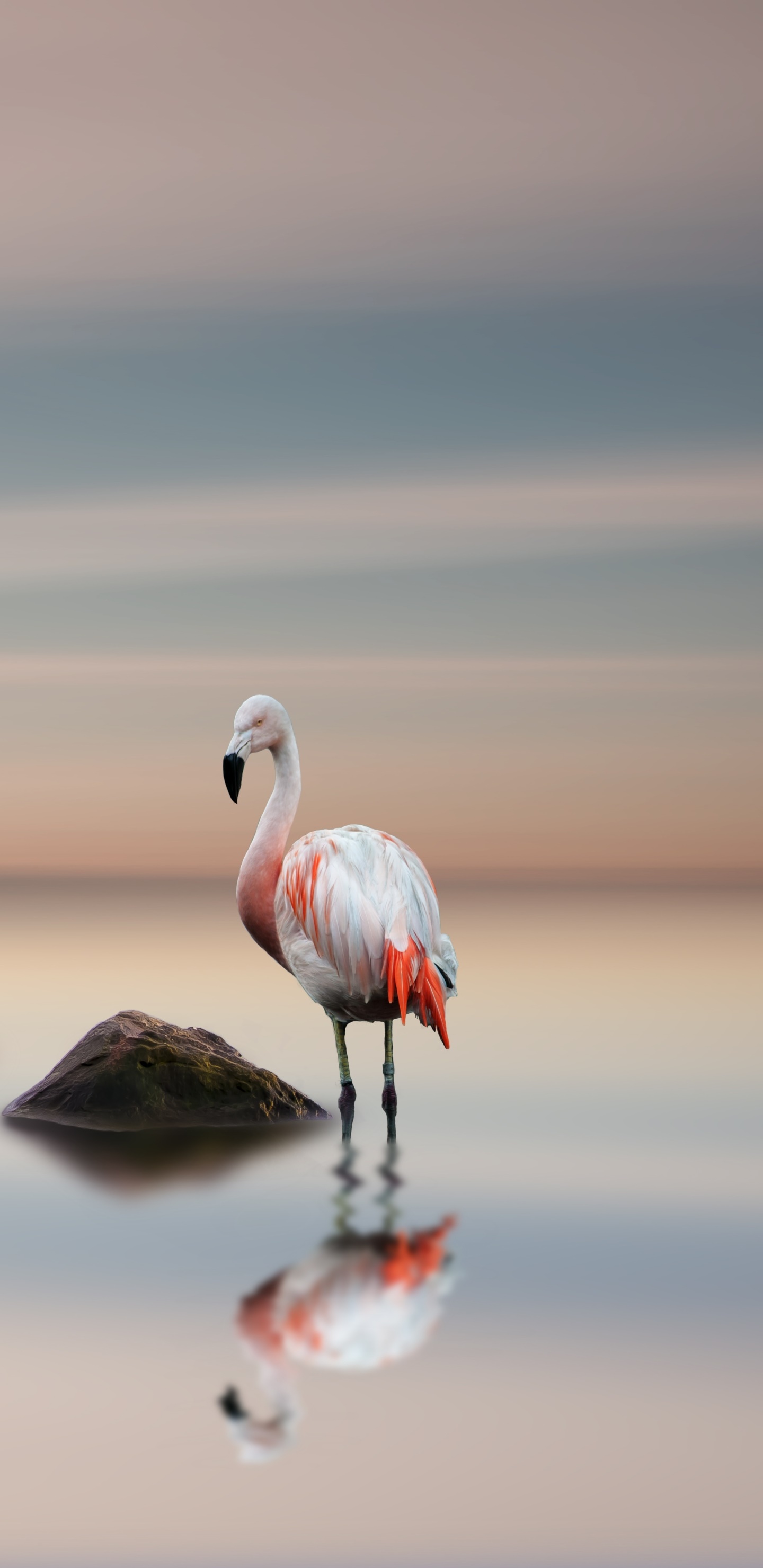 Animal Flamingo, Bird, Horizon, Reflection, 1440x2960, Phone HD Wallpaper