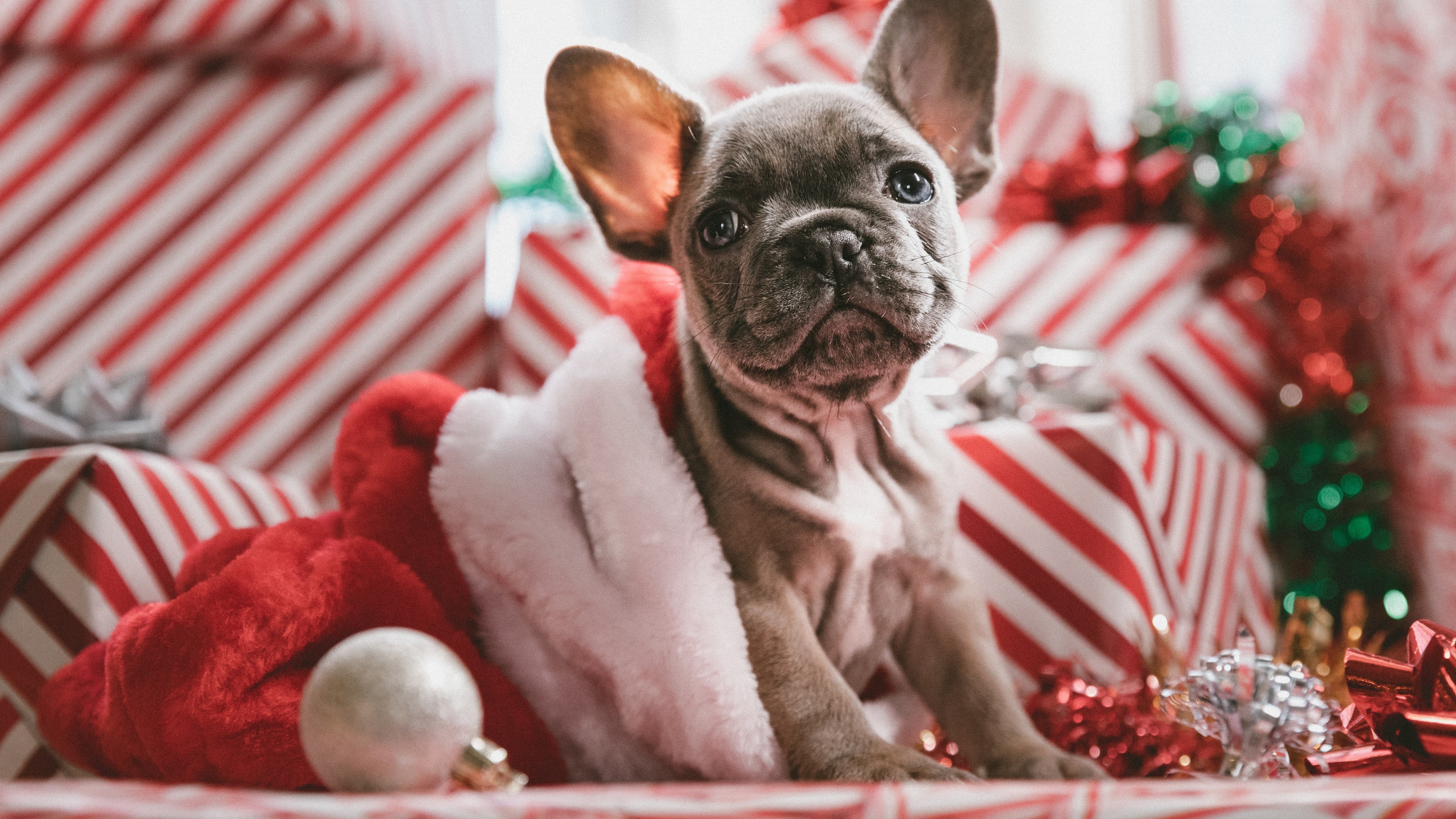 Christmas, New Year, puppy, cute animals, 4K, HD Wallpaper