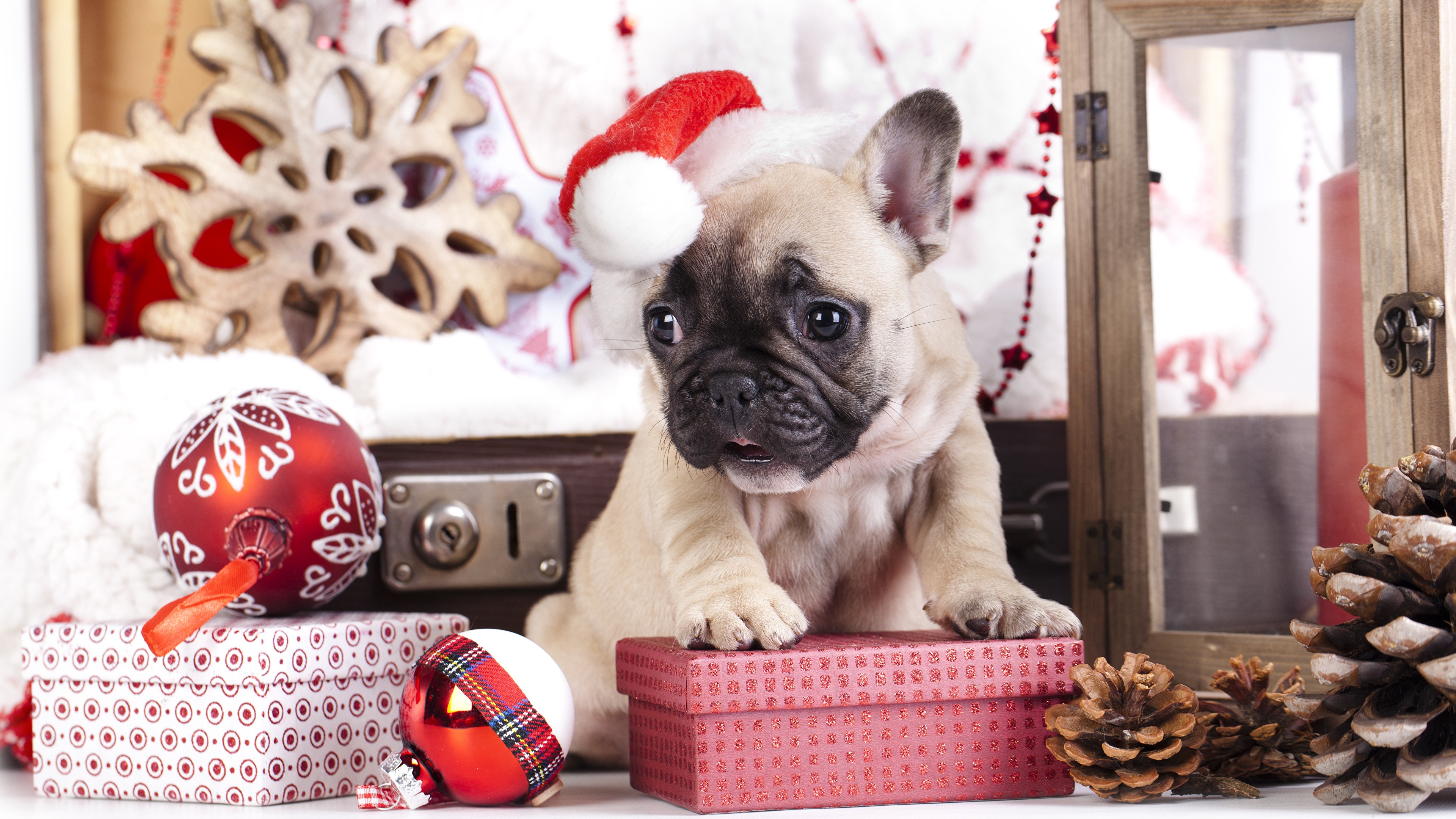 puppy, cute animals, Christmas, New Year, 4k, HD Wallpaper