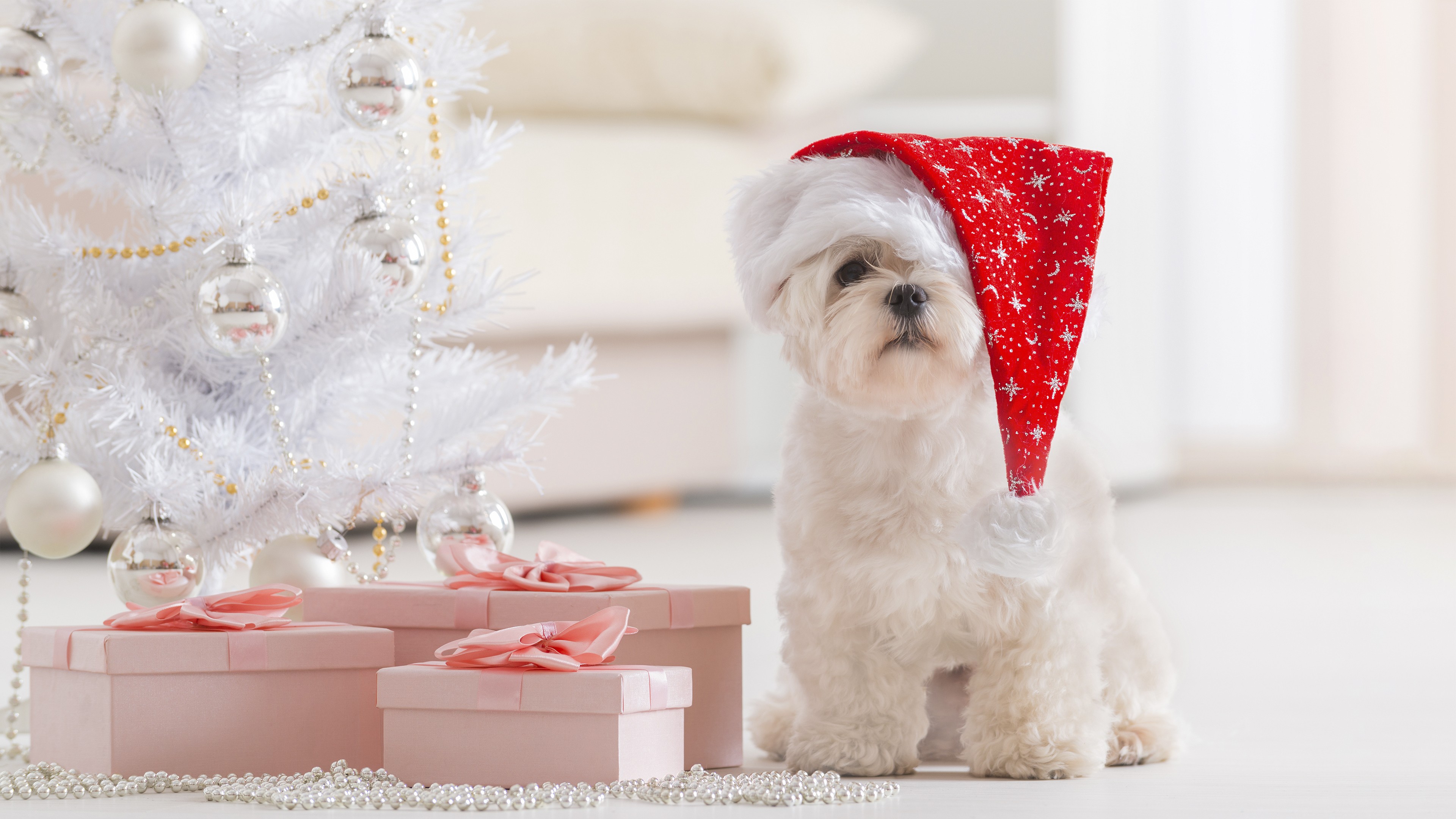 Puppy, Christmas, New Year, fir-tree, HD Wallpaper