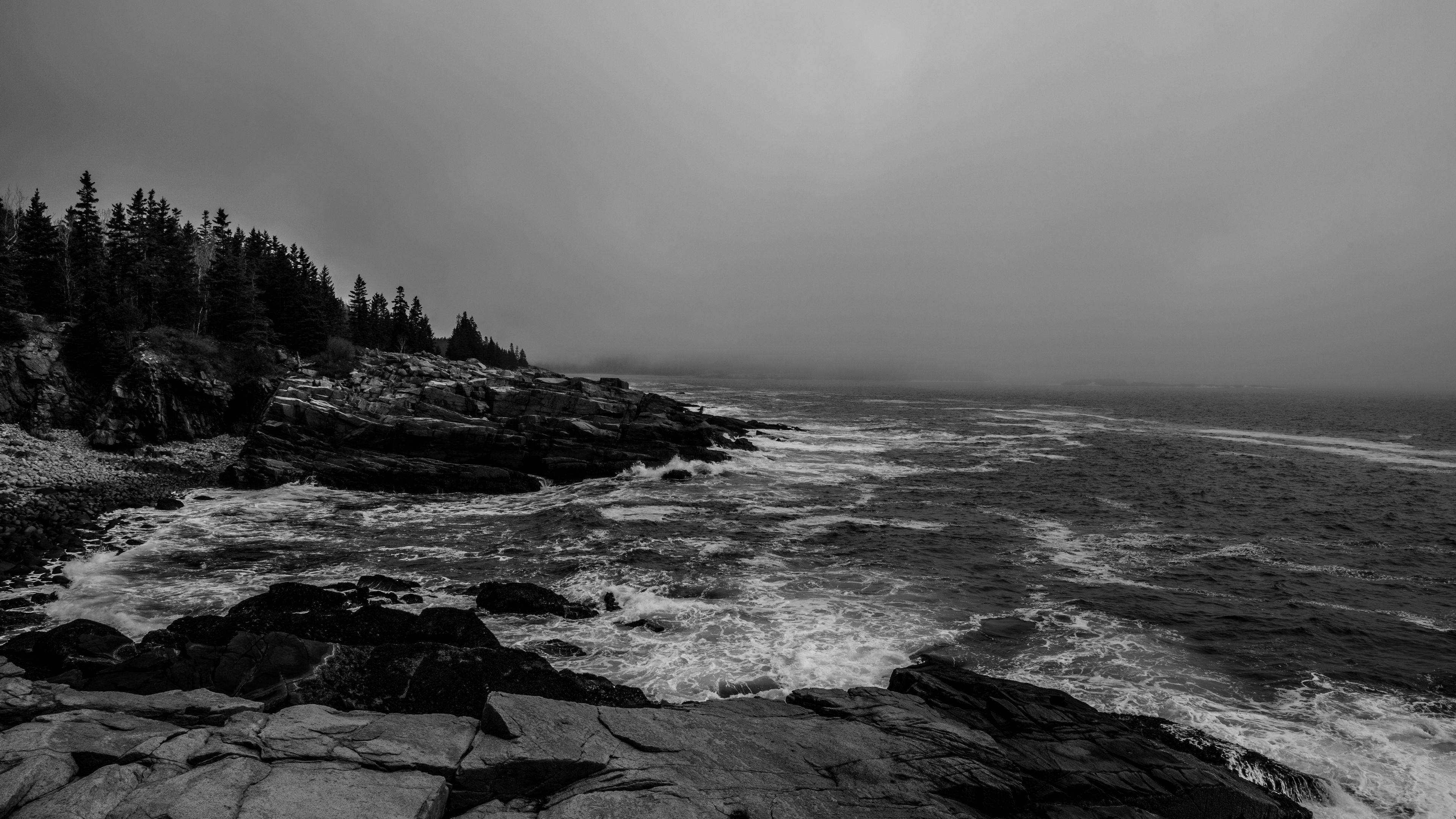 forest, rocks, trees, bw, 4k, HD Wallpaper