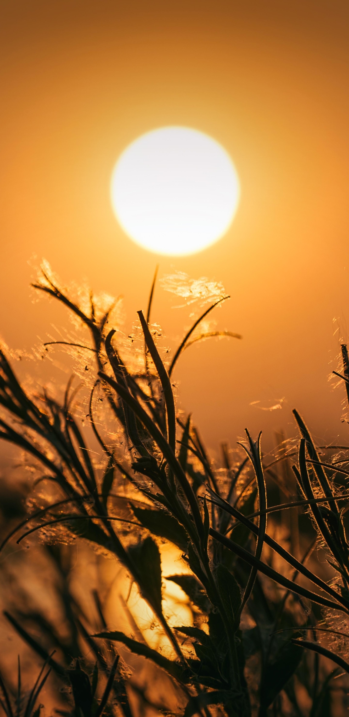 Photography Sunset, Sun, Close-up, 1440x2960, Phone HD Wallpaper
