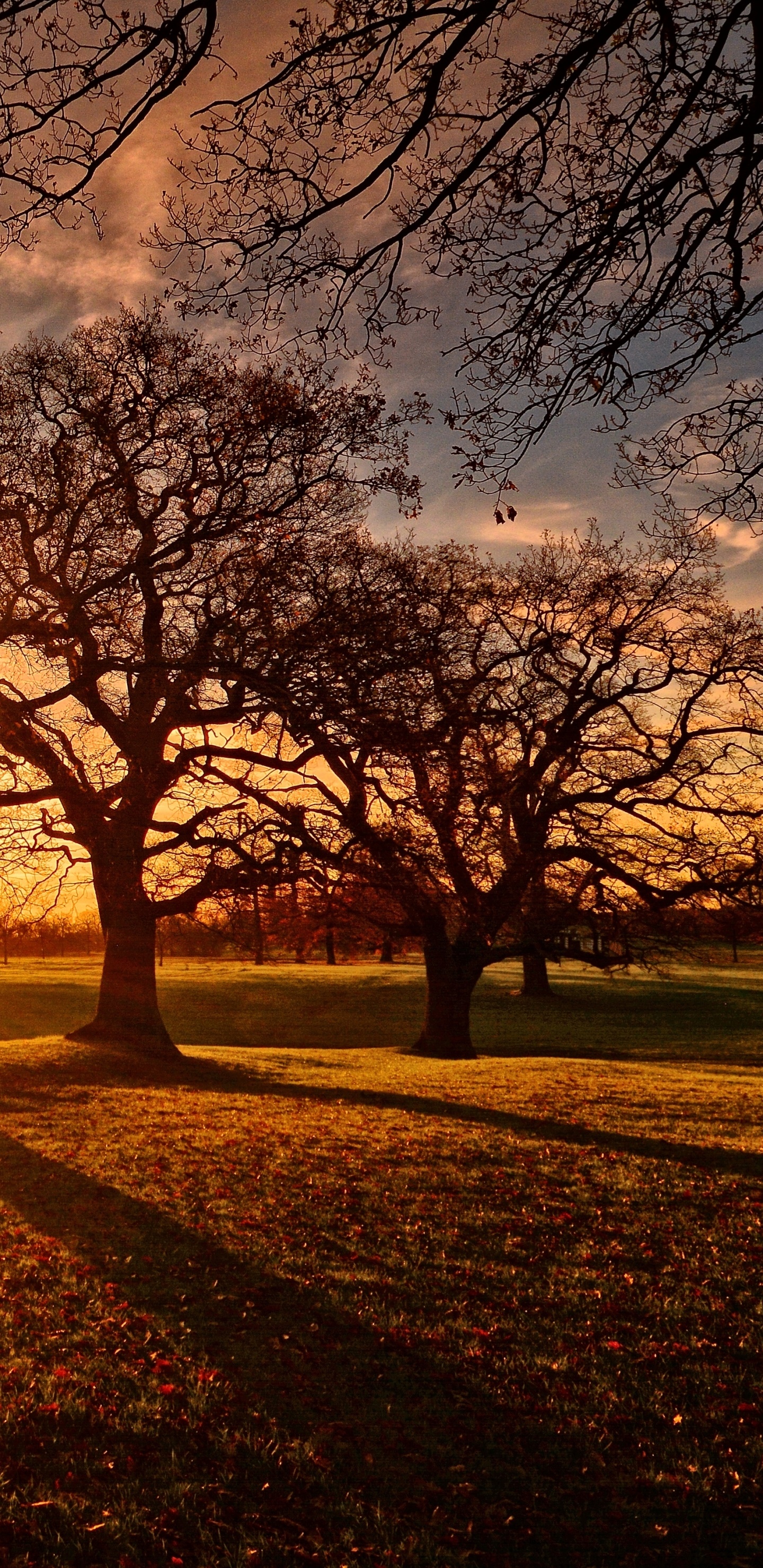 Photography Sunset, Evening, Tree, Fall, 1440x2960, Phone HD Wallpaper