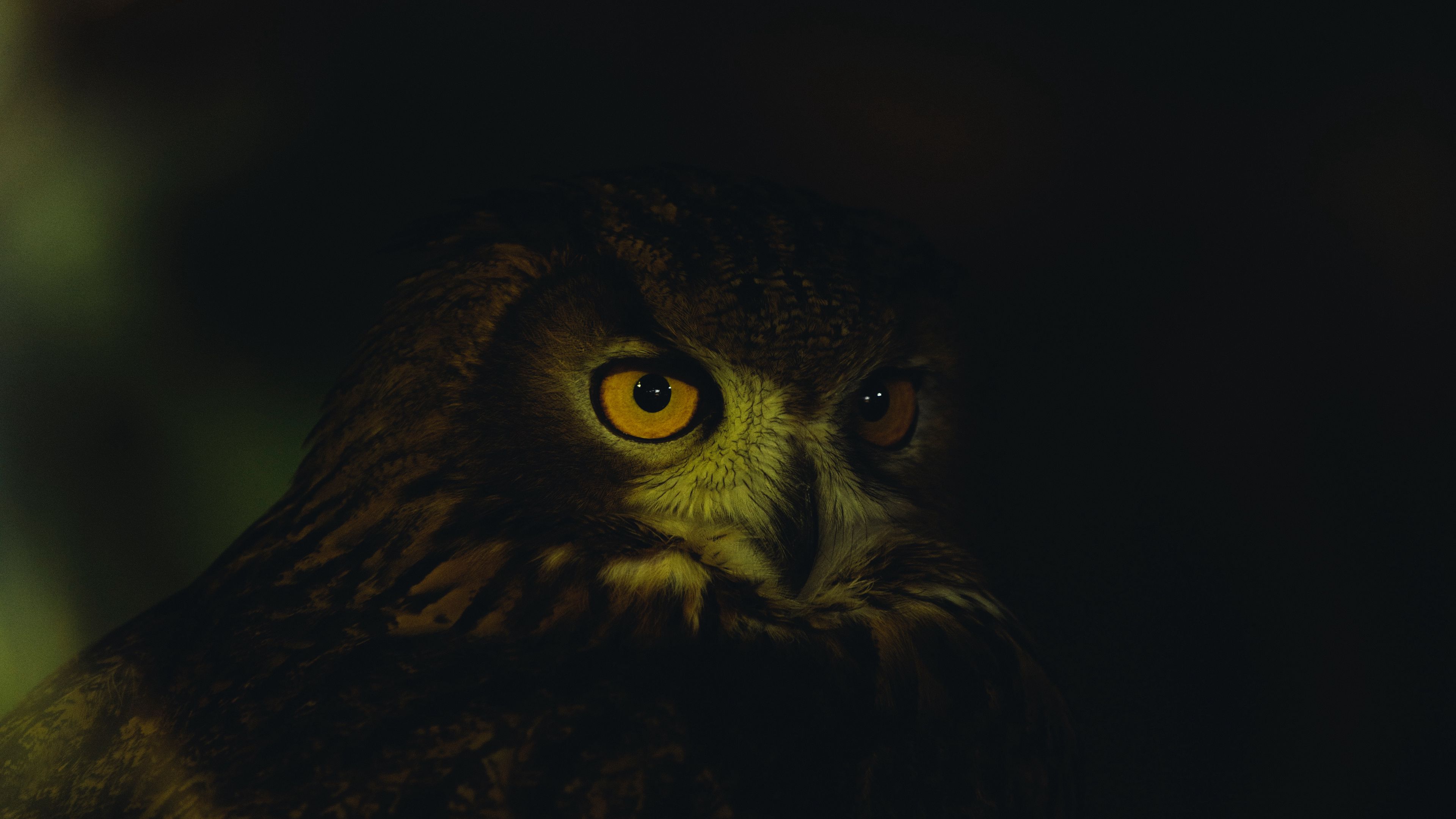 owl, eyes, feathers, dark, 4k, HD Wallpaper