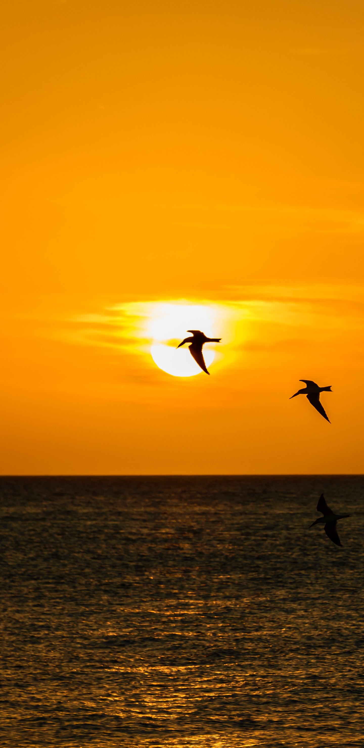 Photography Sunset, Sea, Bird, Silhouette, 1440x2960, Phone HD Wallpaper