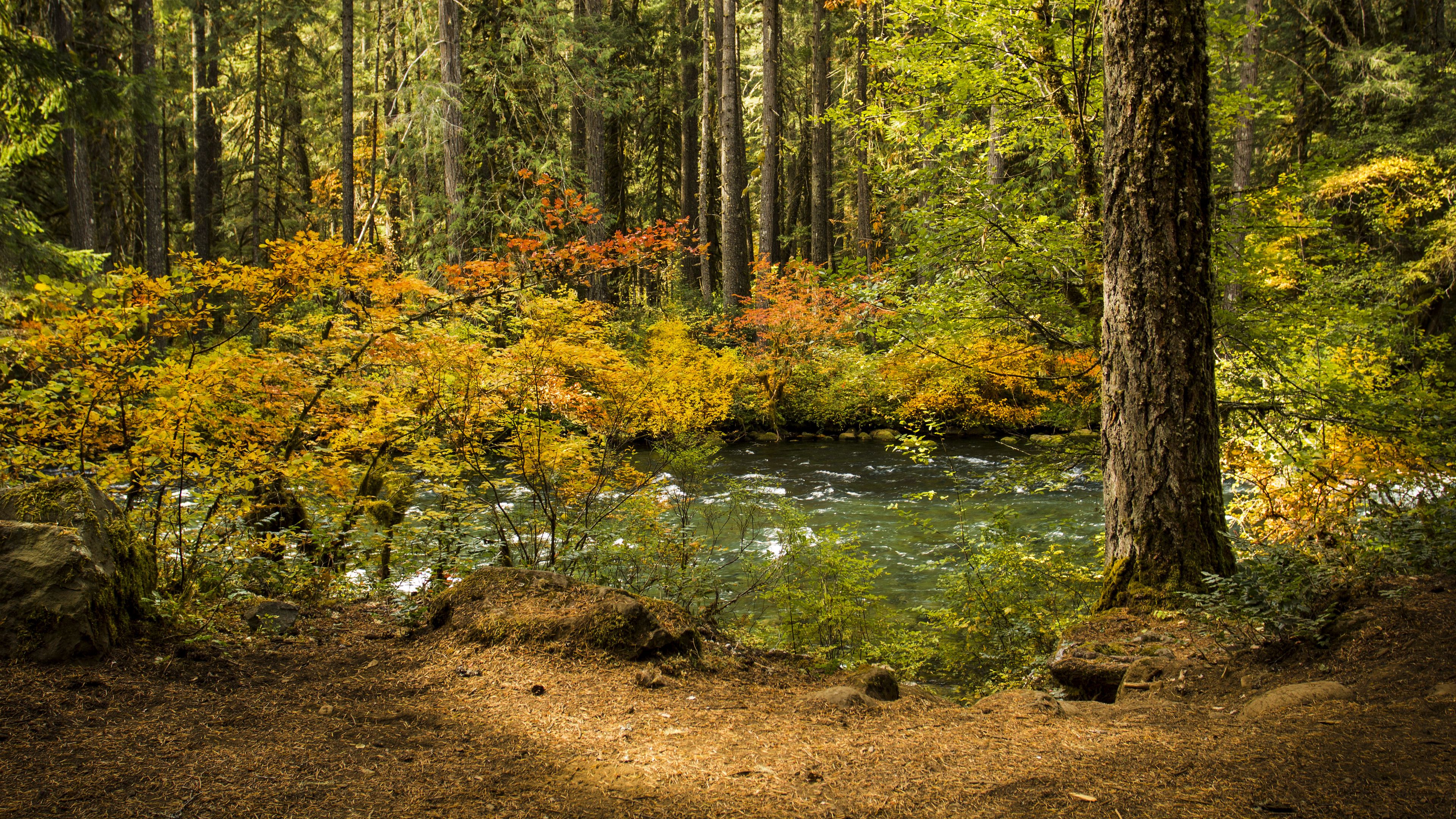 forest, leaves, tree, river, 4k, HD Wallpaper
