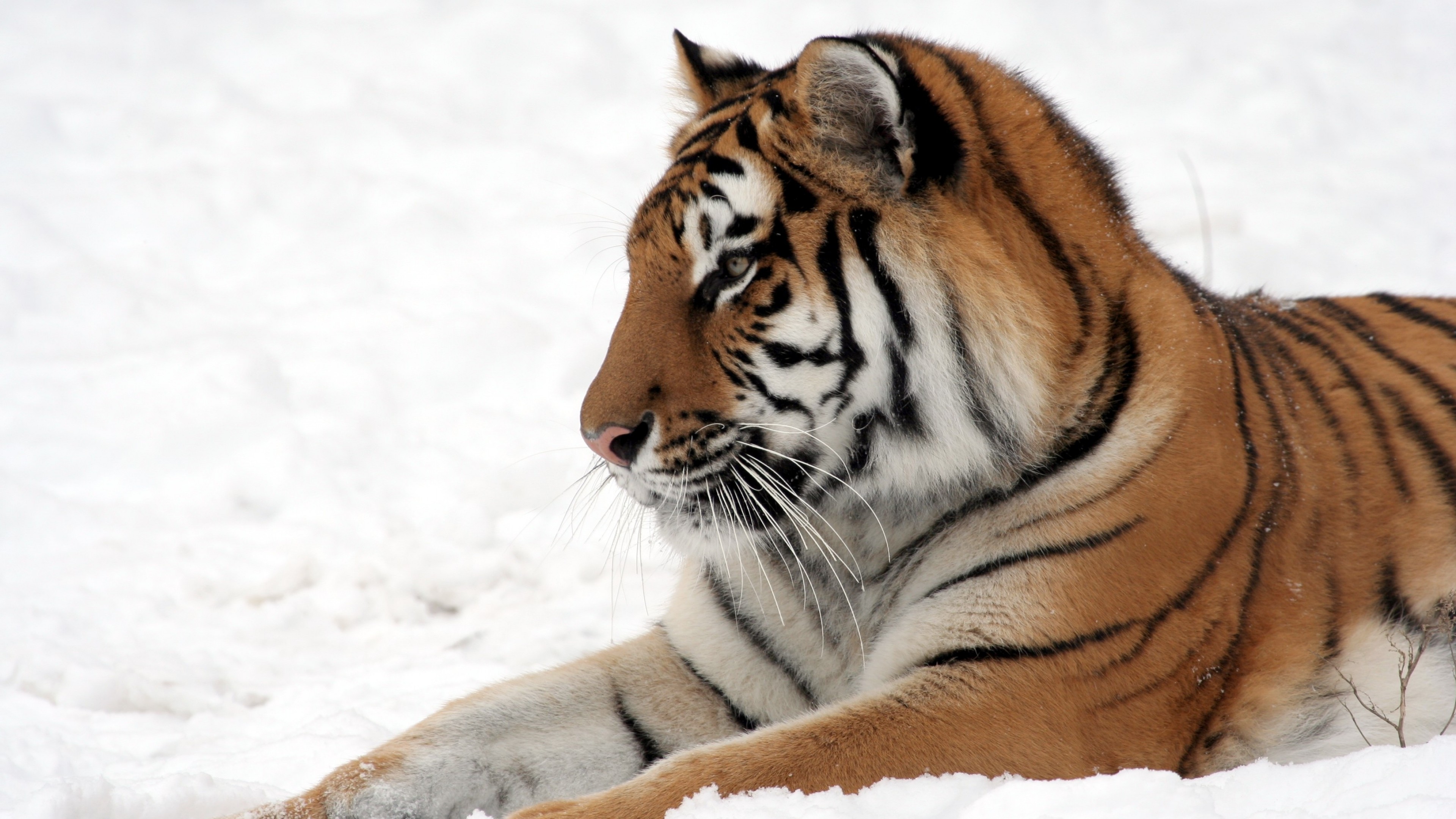 tiger, cute animals, snow, winter, 4k, HD Wallpaper