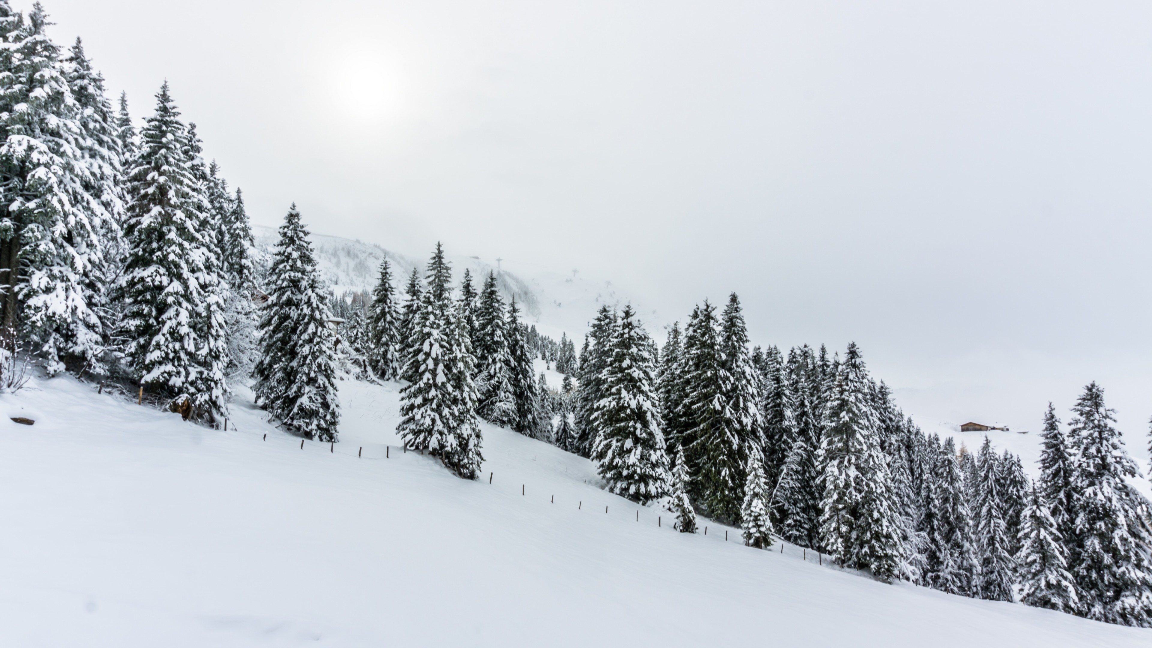 forest, tree, snow, winter, 4K, HD Wallpaper
