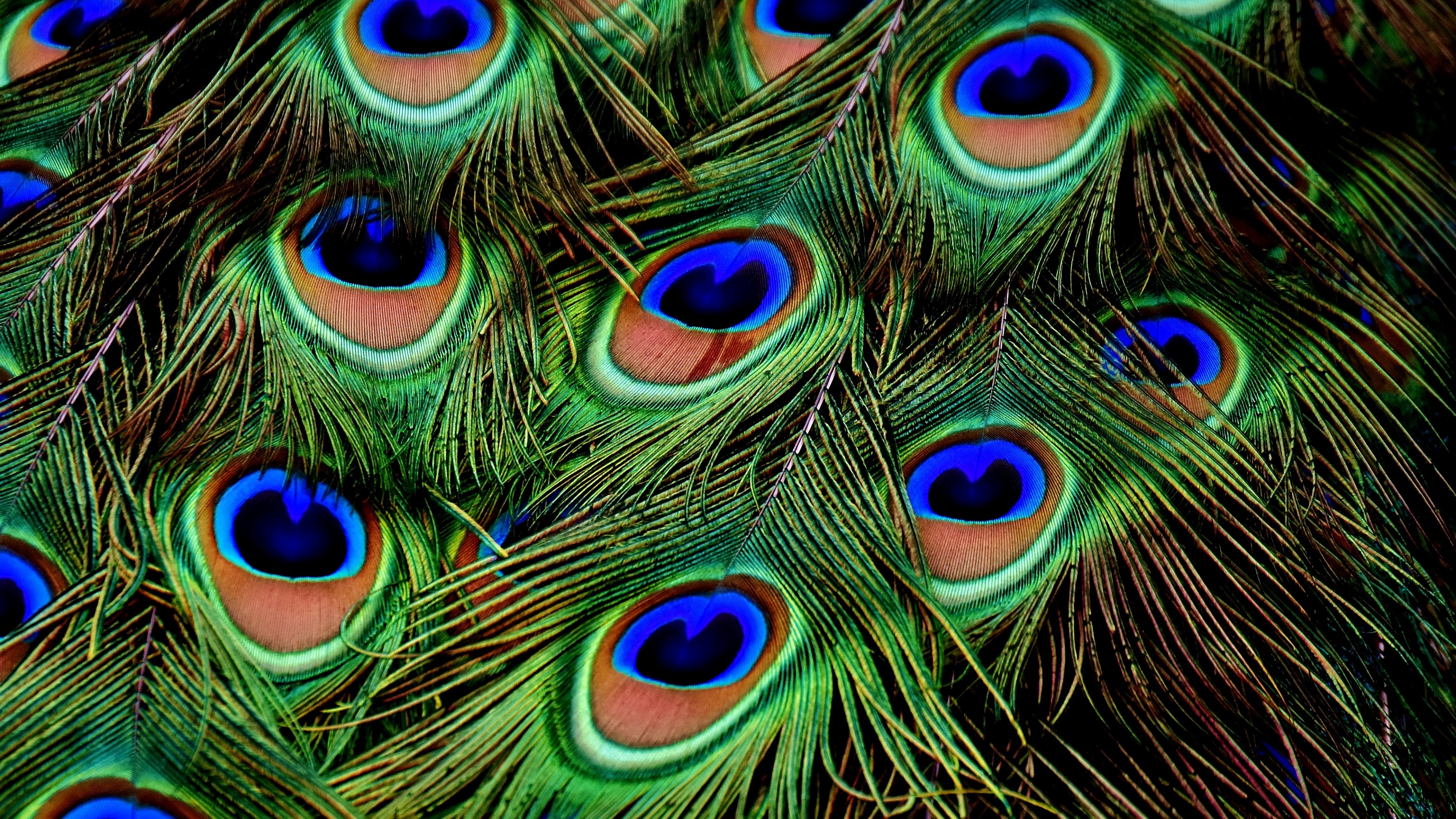 peacock, feather, 4k, HD Wallpaper
