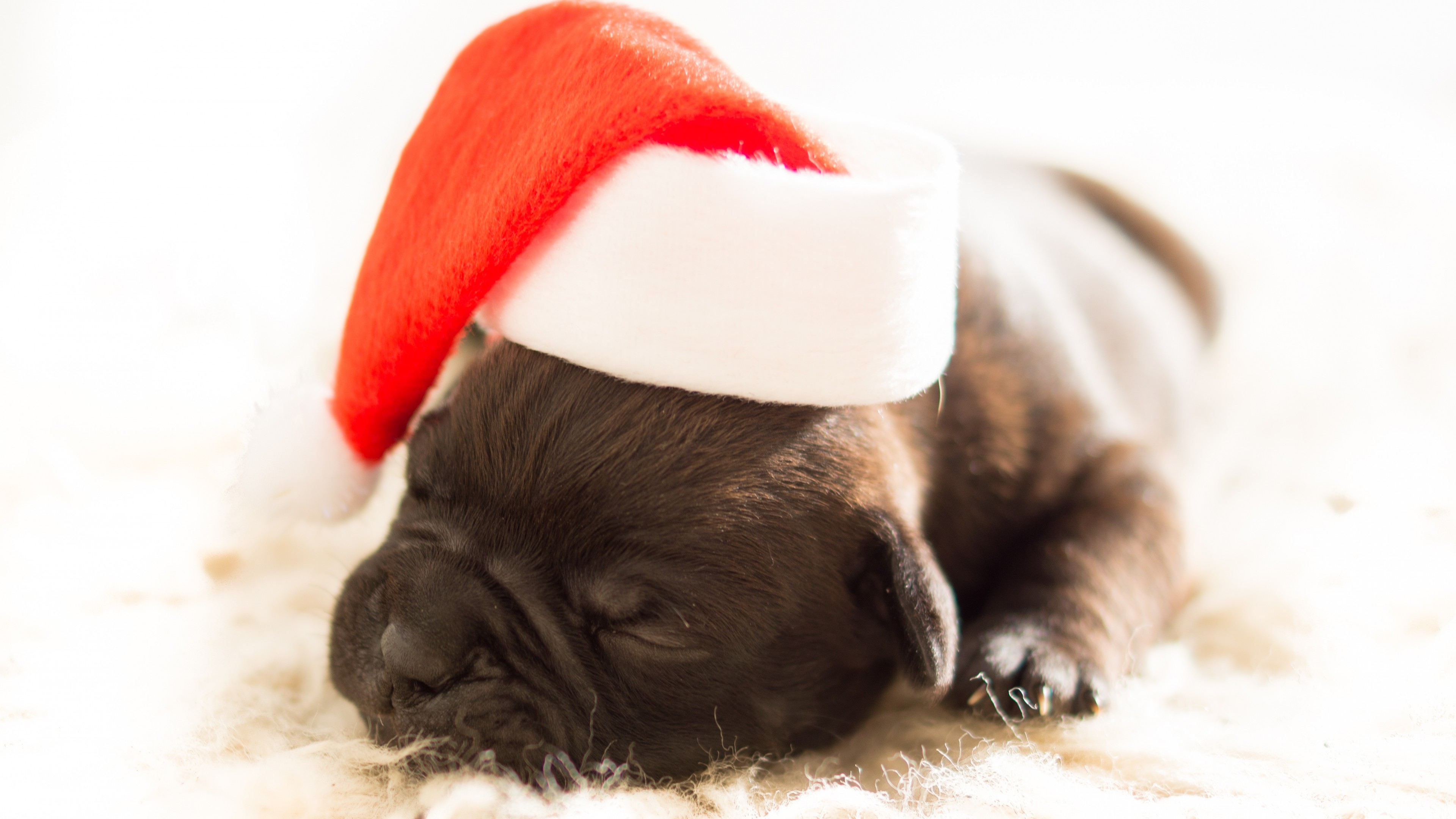 Christmas, New Year, puppy, cute animals, 4k, HD Wallpaper