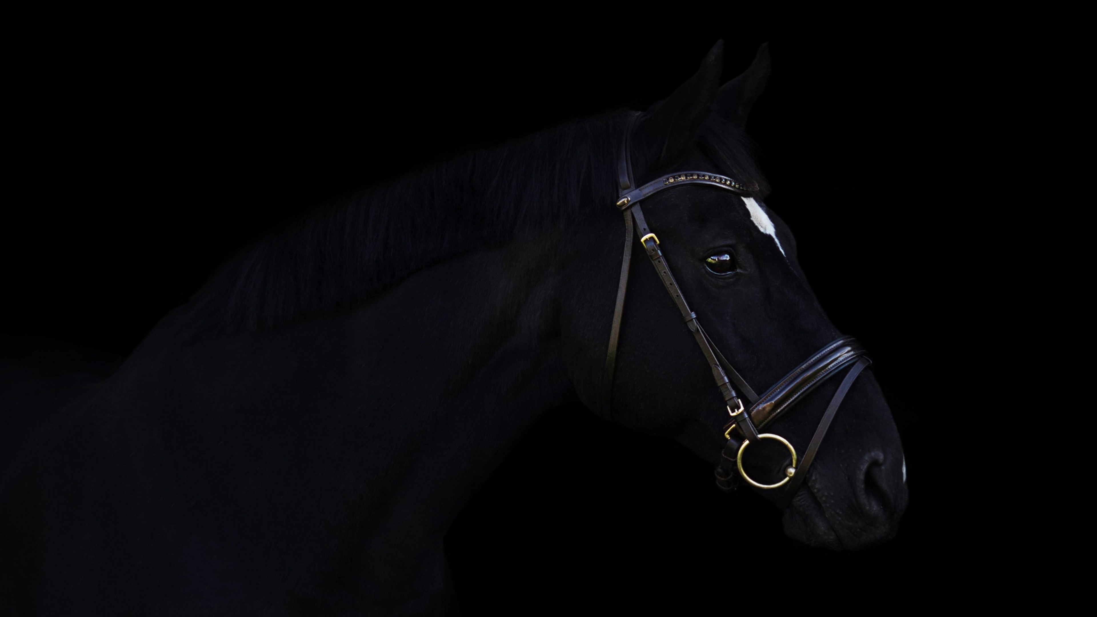 horse, cute animals, black, 4k, HD Wallpaper