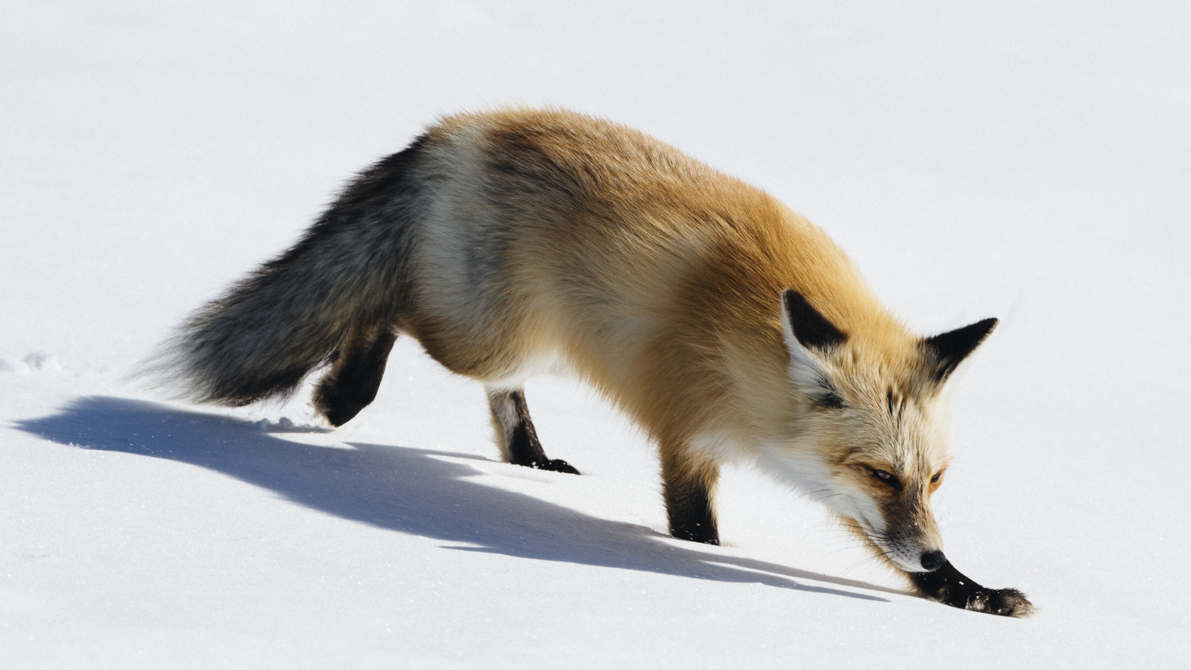 fox, cute animals, winter, snow, 4K, HD Wallpaper