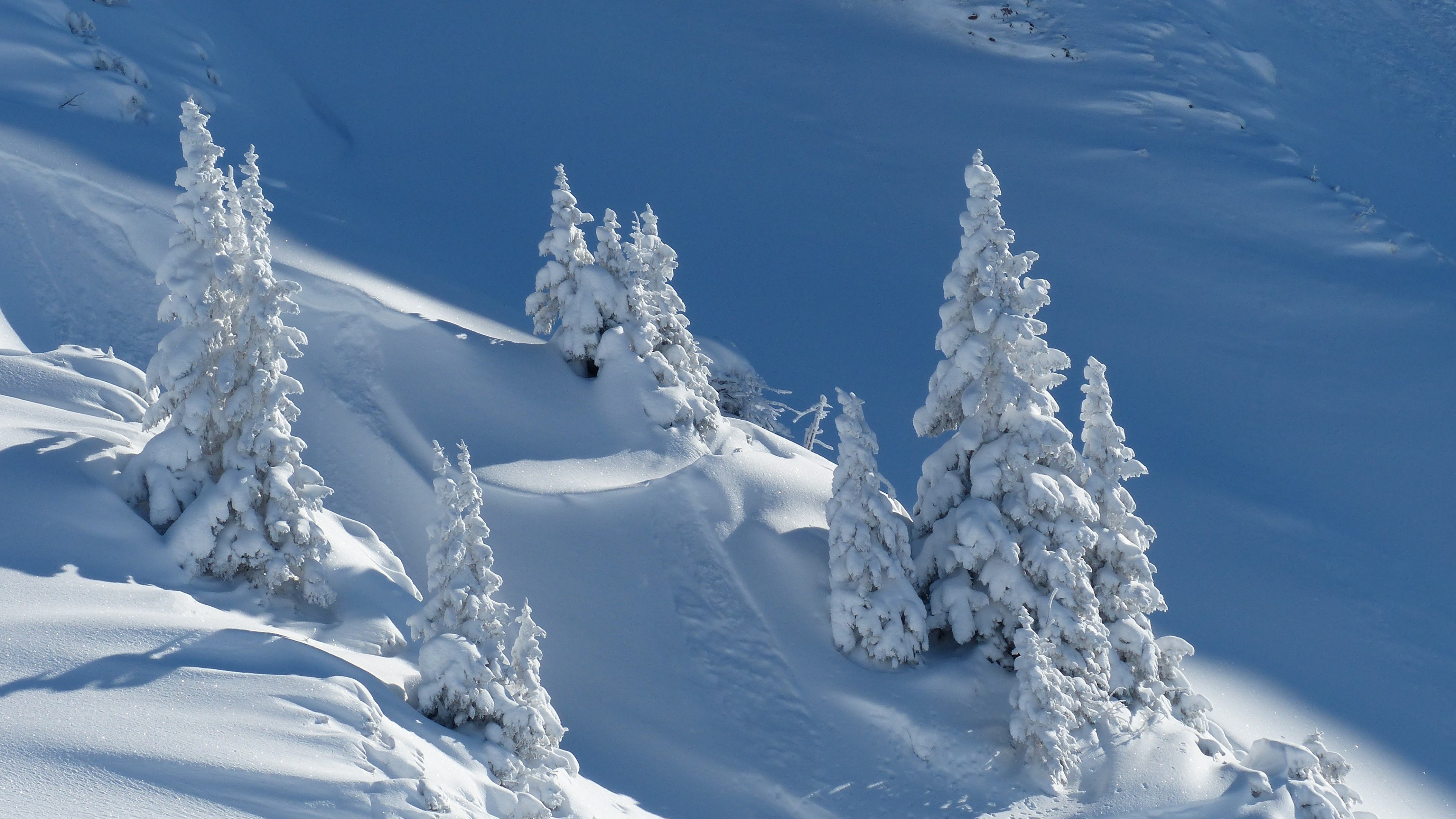 snow, winter, trees, 4k, HD Wallpaper