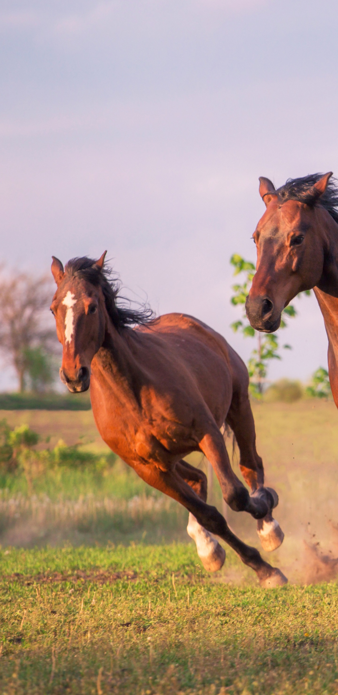 Animal Horse, 1440x2960, Phone HD Wallpaper