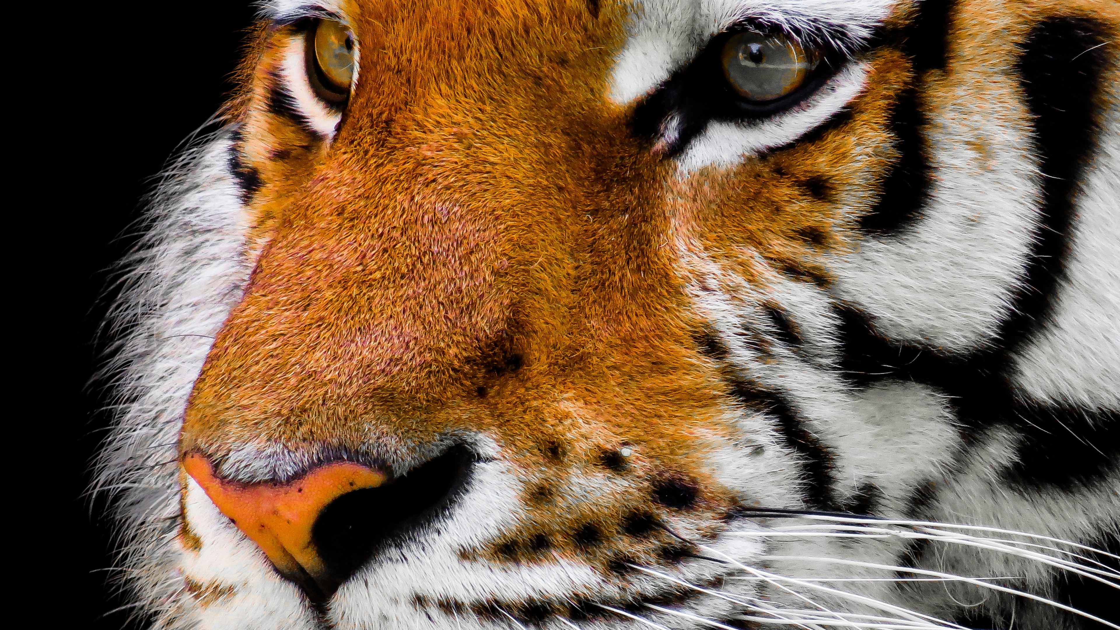 tiger, cute animals, 4k, HD Wallpaper