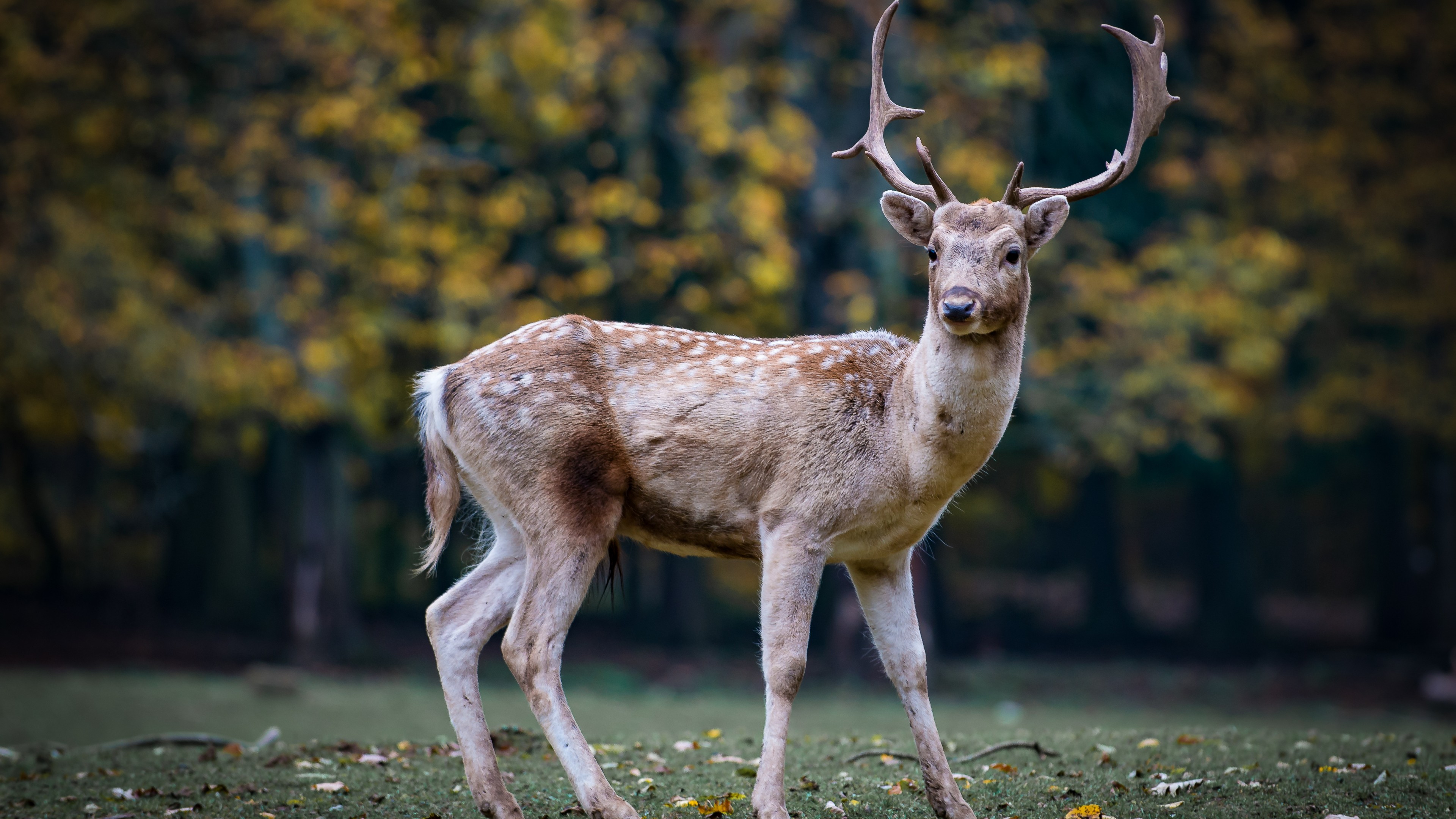 deer, cute animals, 4K, HD Wallpaper