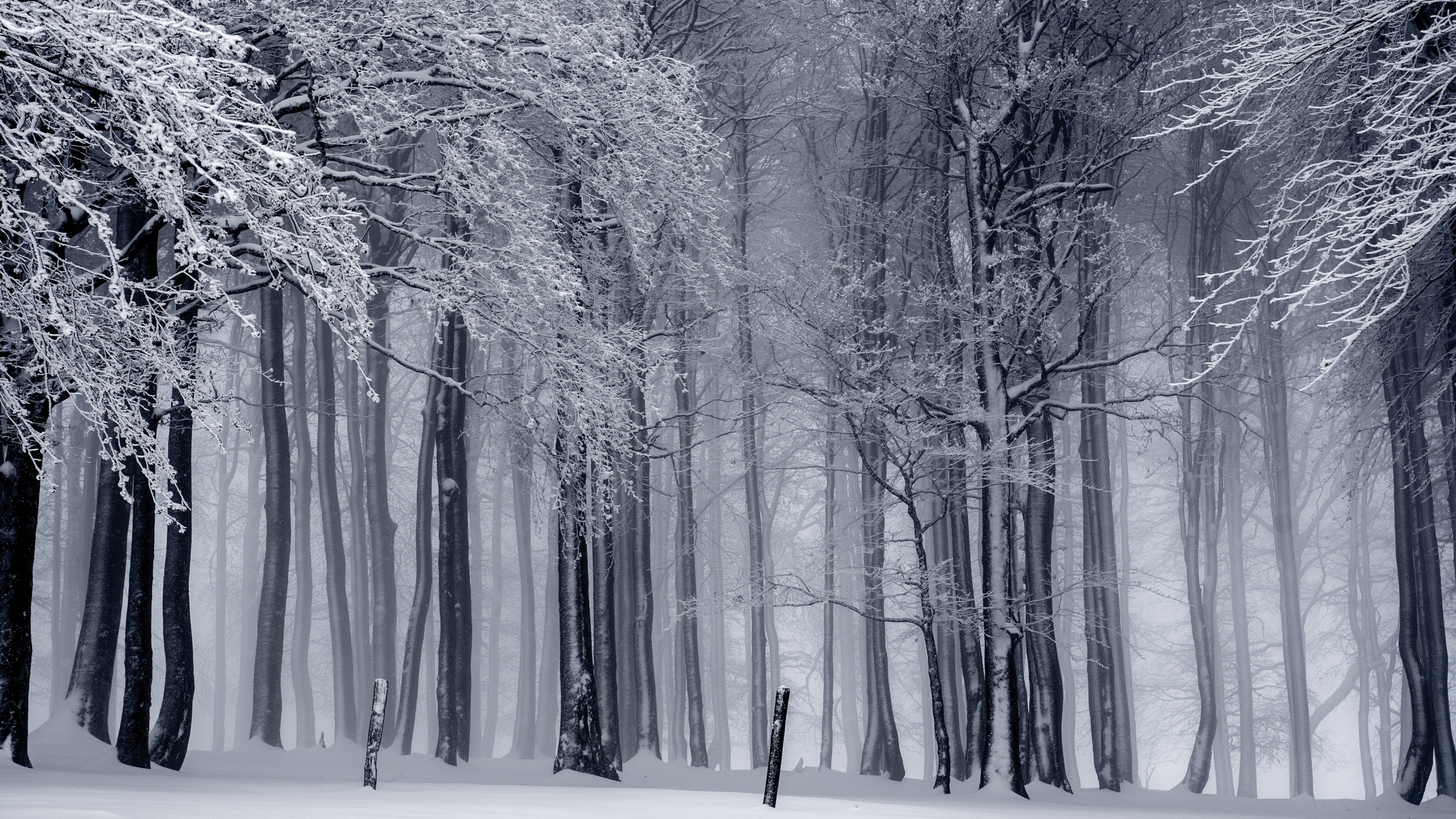 forest, trees, snow, winter, 4k, HD Wallpaper
