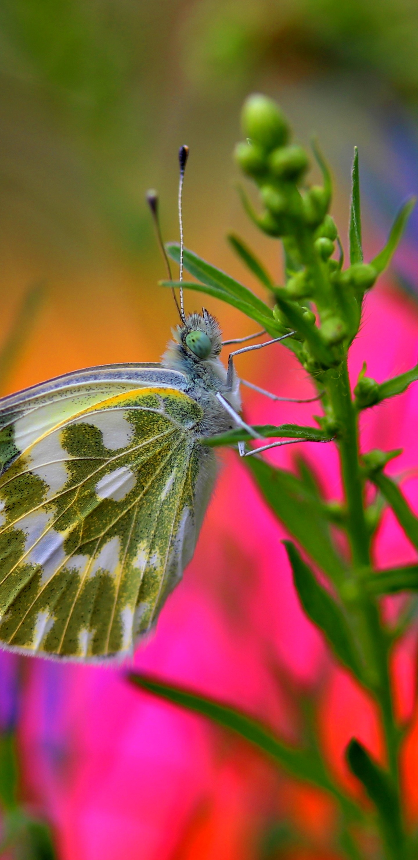 Animal Butterfly, Insect, Macro, 1440x2960, Phone HD Wallpaper