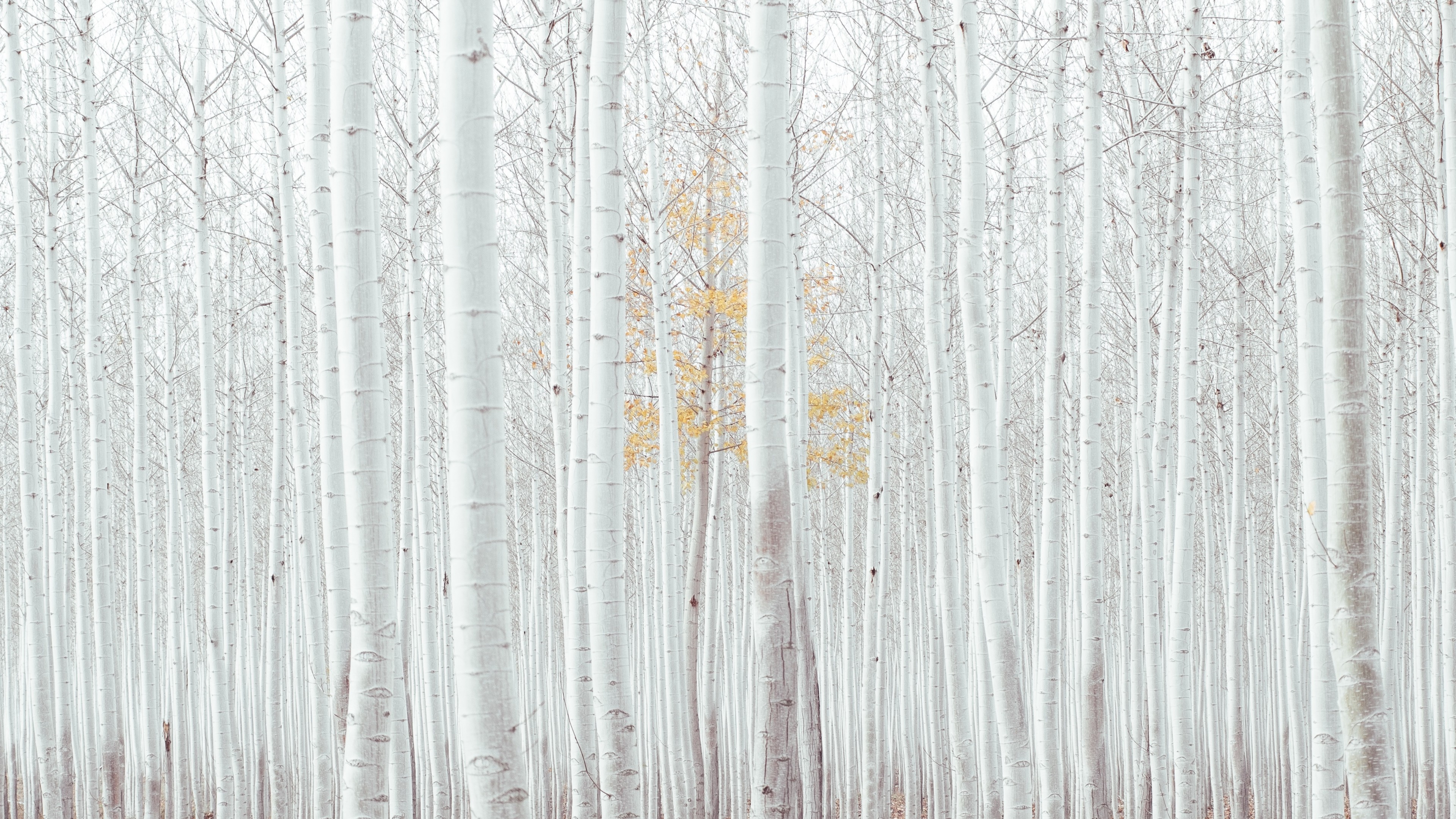 white, trees, forest, 4k, HD Wallpaper