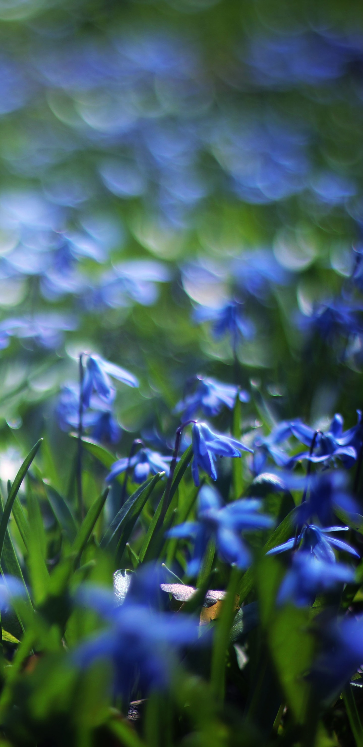 Earth Flower, Close-up, Bokeh, Blue Flower, Nature, 1440x2960, Phone HD Wallpaper