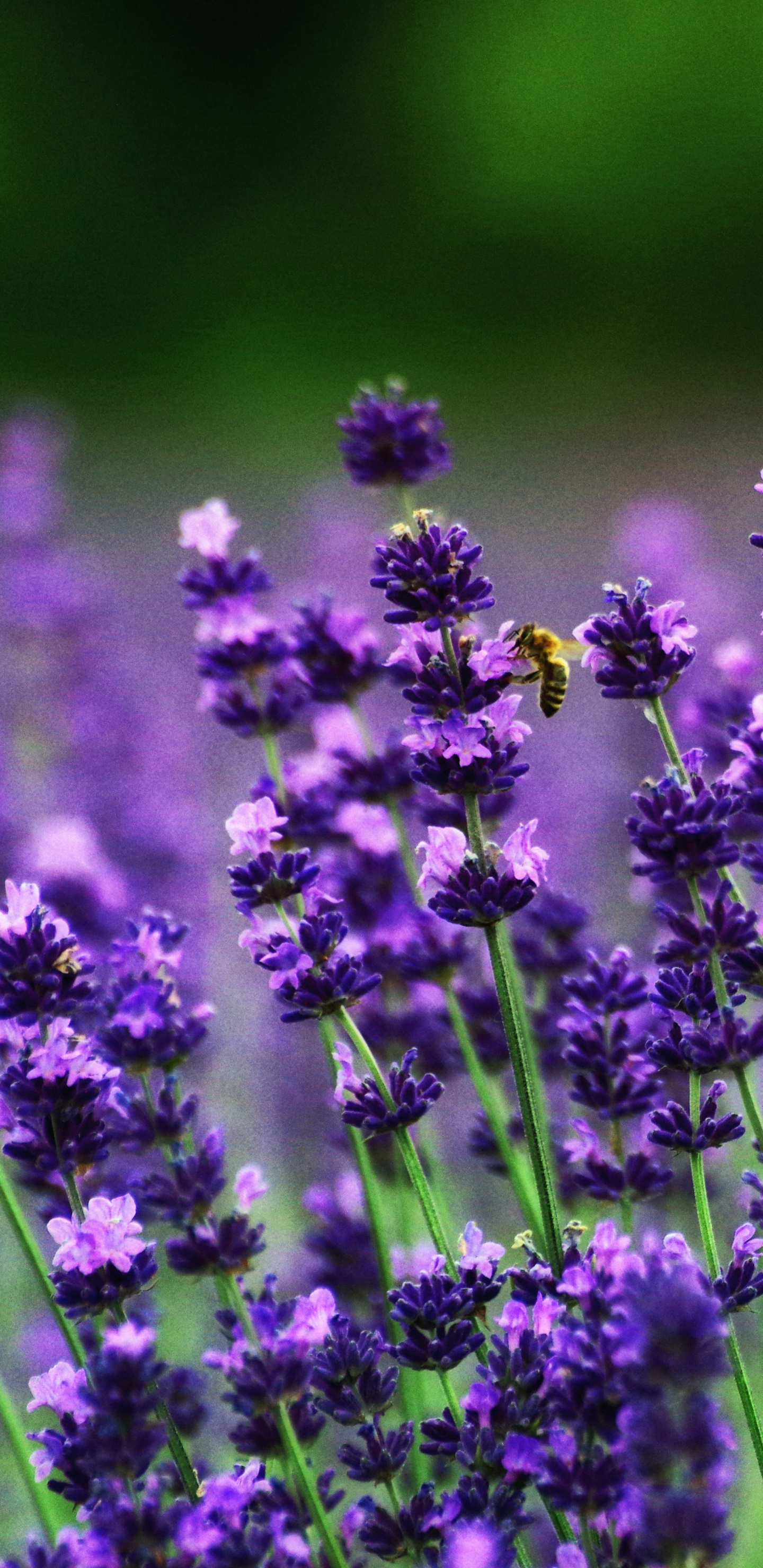 Earth Flower, Nature, Blur, Purple Flower, 1440x2960, Phone HD Wallpaper