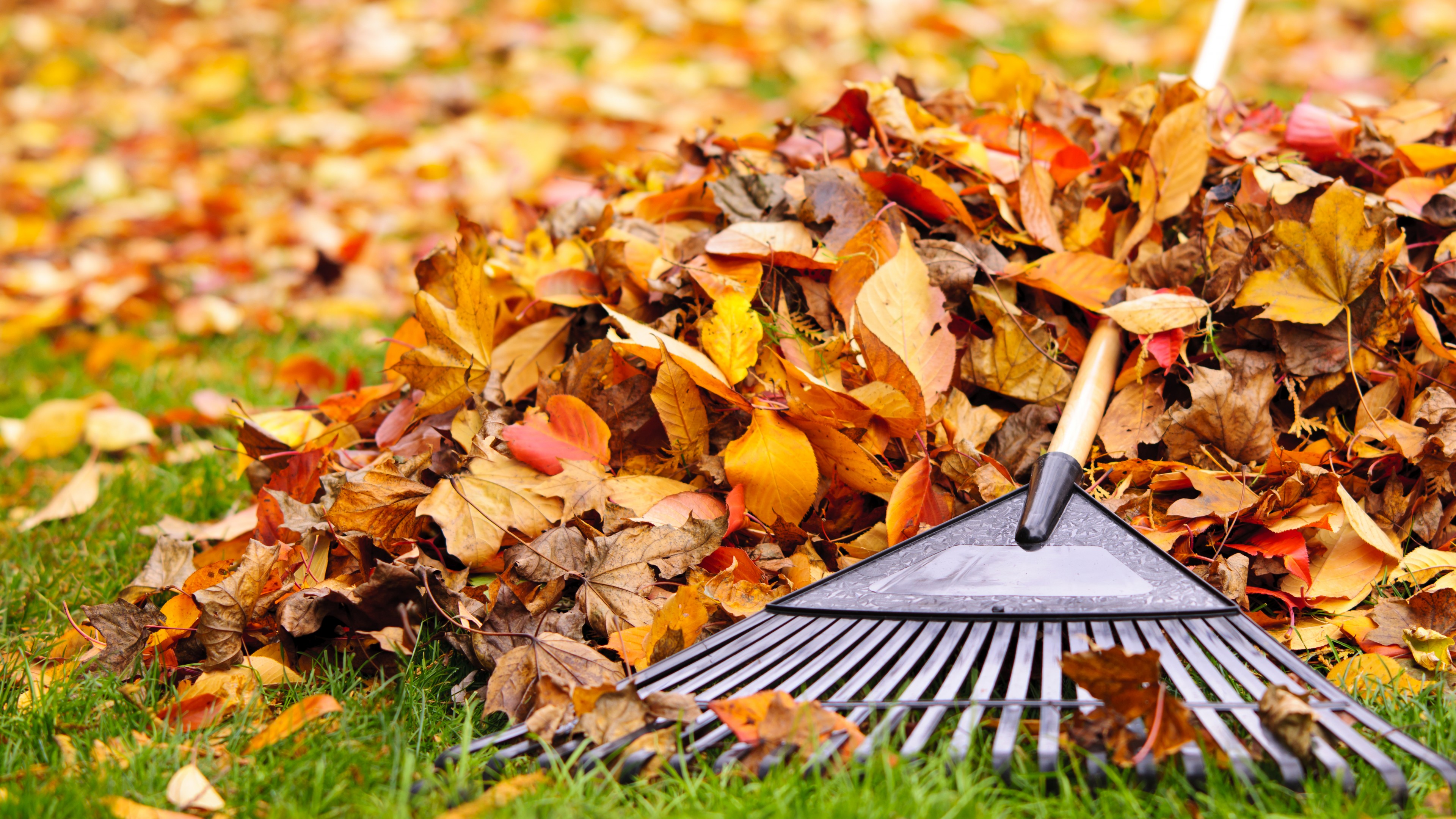leaves, autumn, 4K, HD Wallpaper