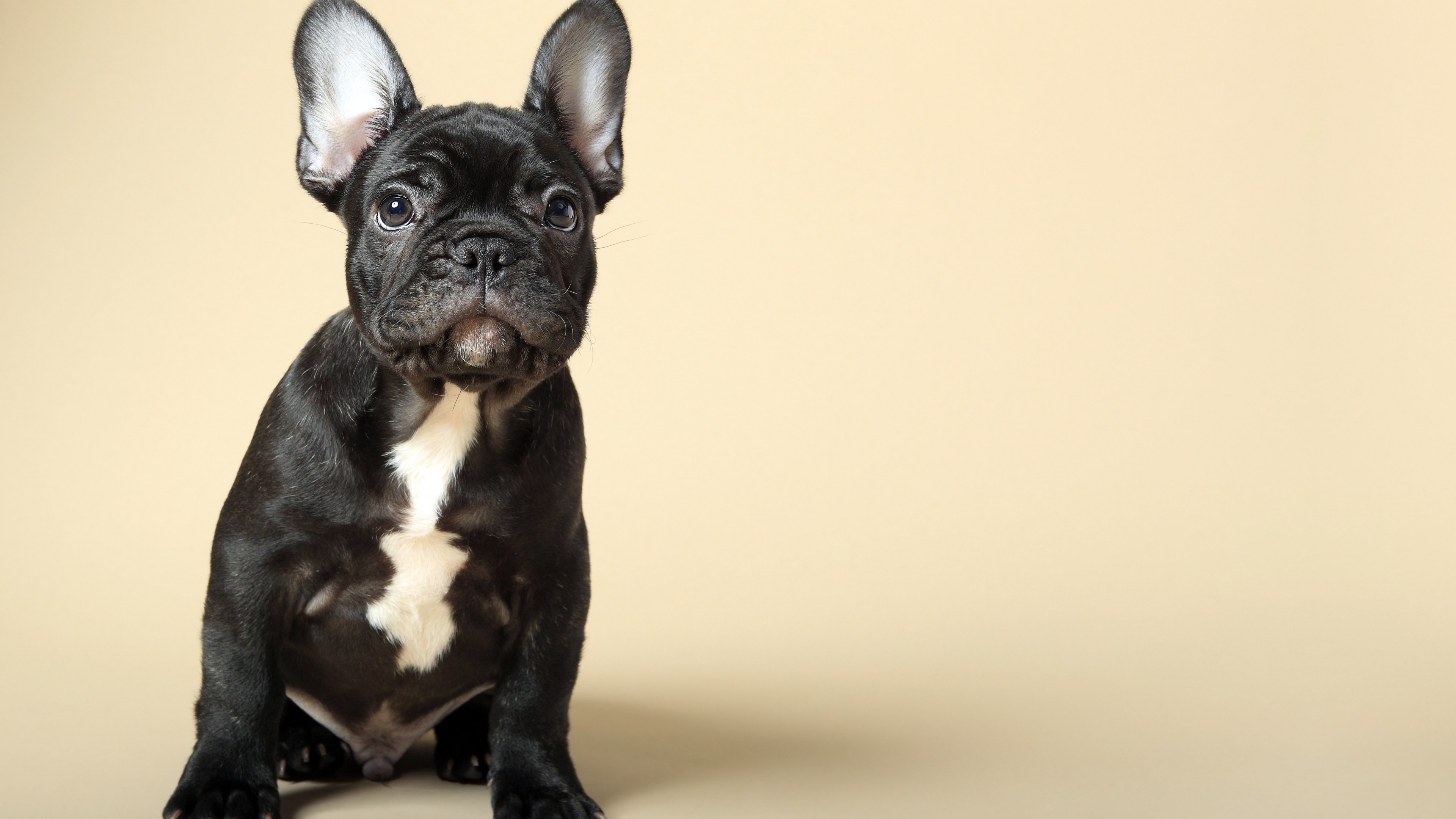 French Bulldog, puppy, cute animals, 4k, HD Wallpaper