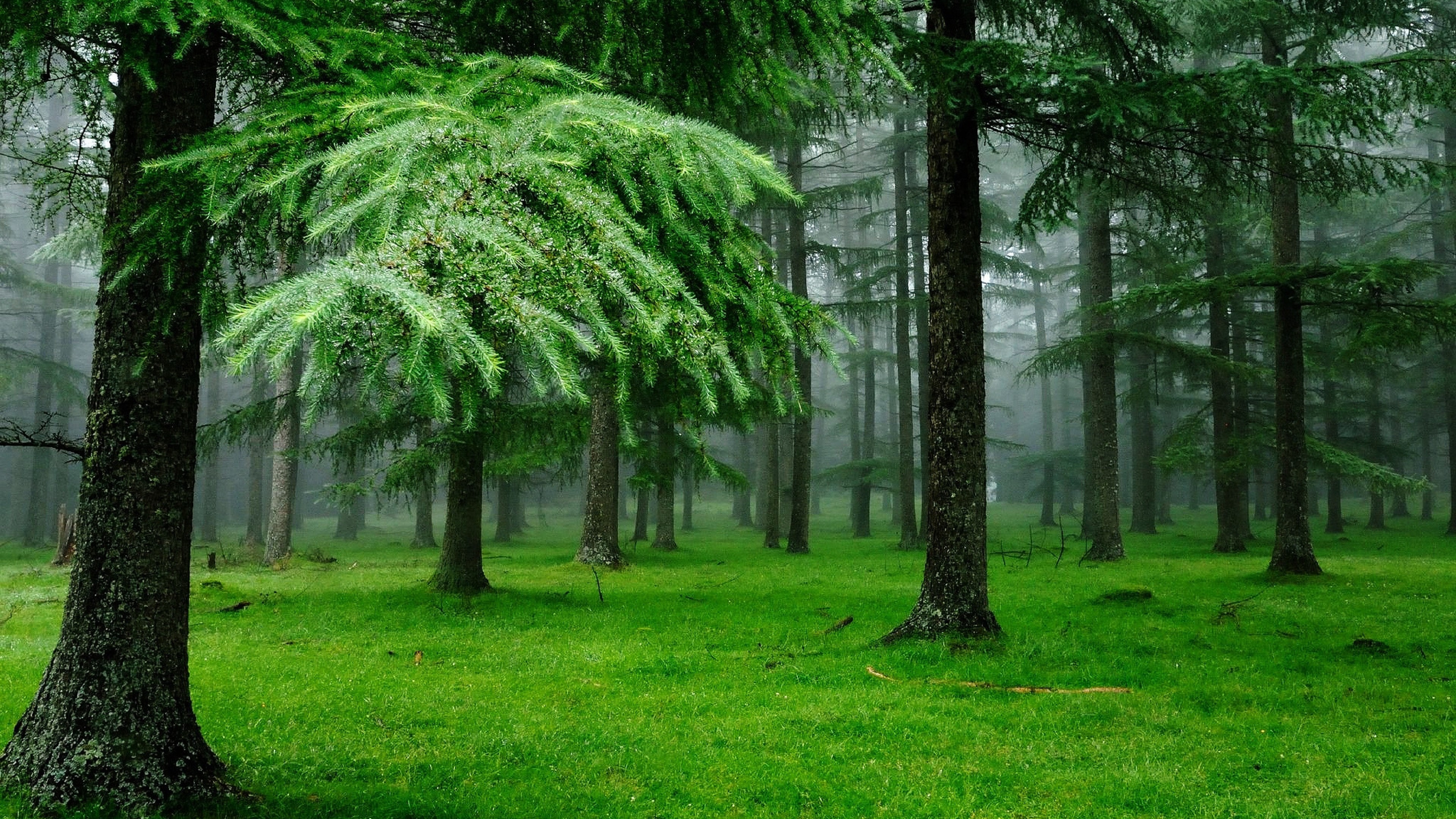 forest, grass, trees, 4k, HD Wallpaper