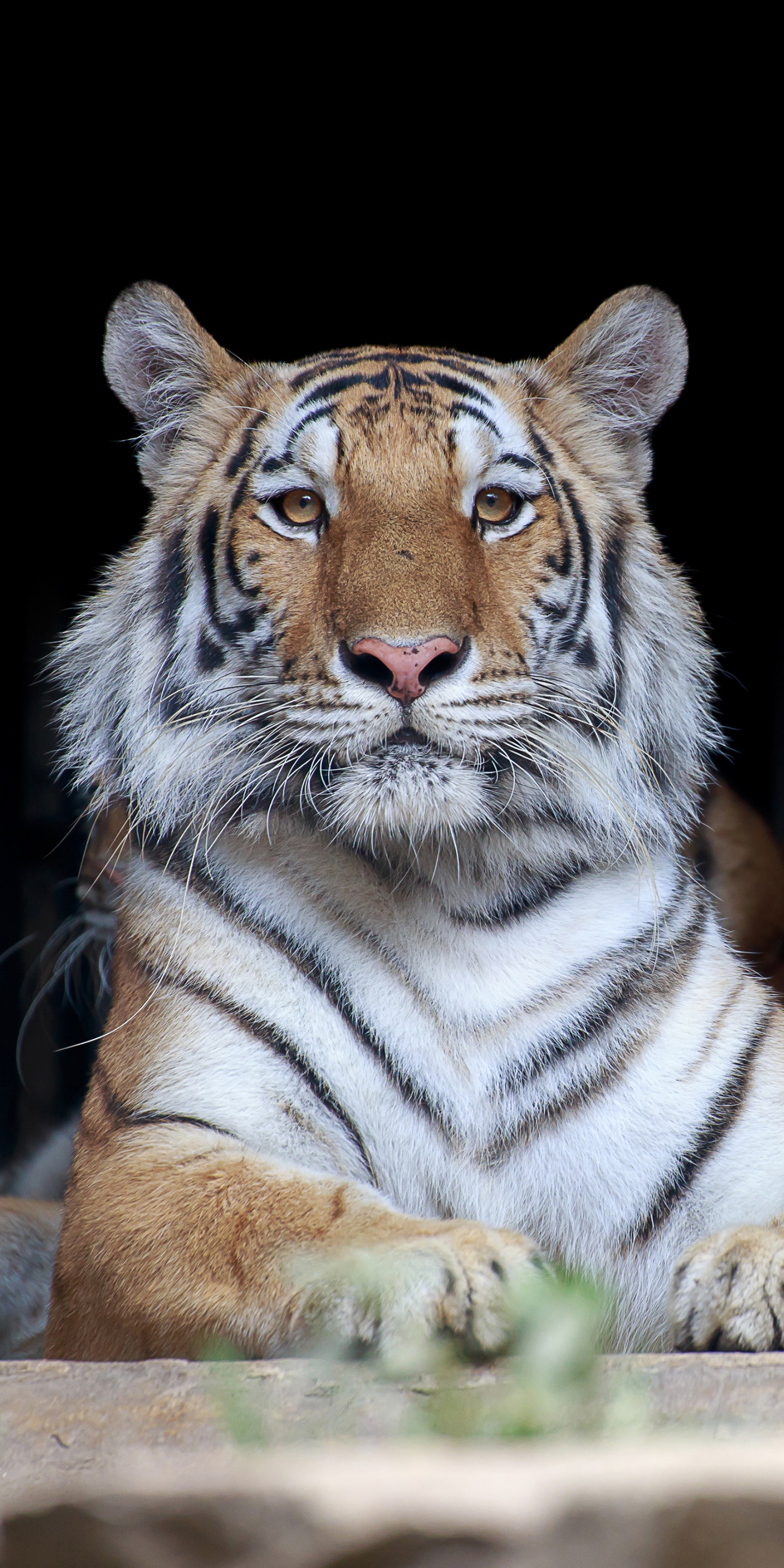 Animal Tiger, 1440x2880 Phone HD Wallpaper