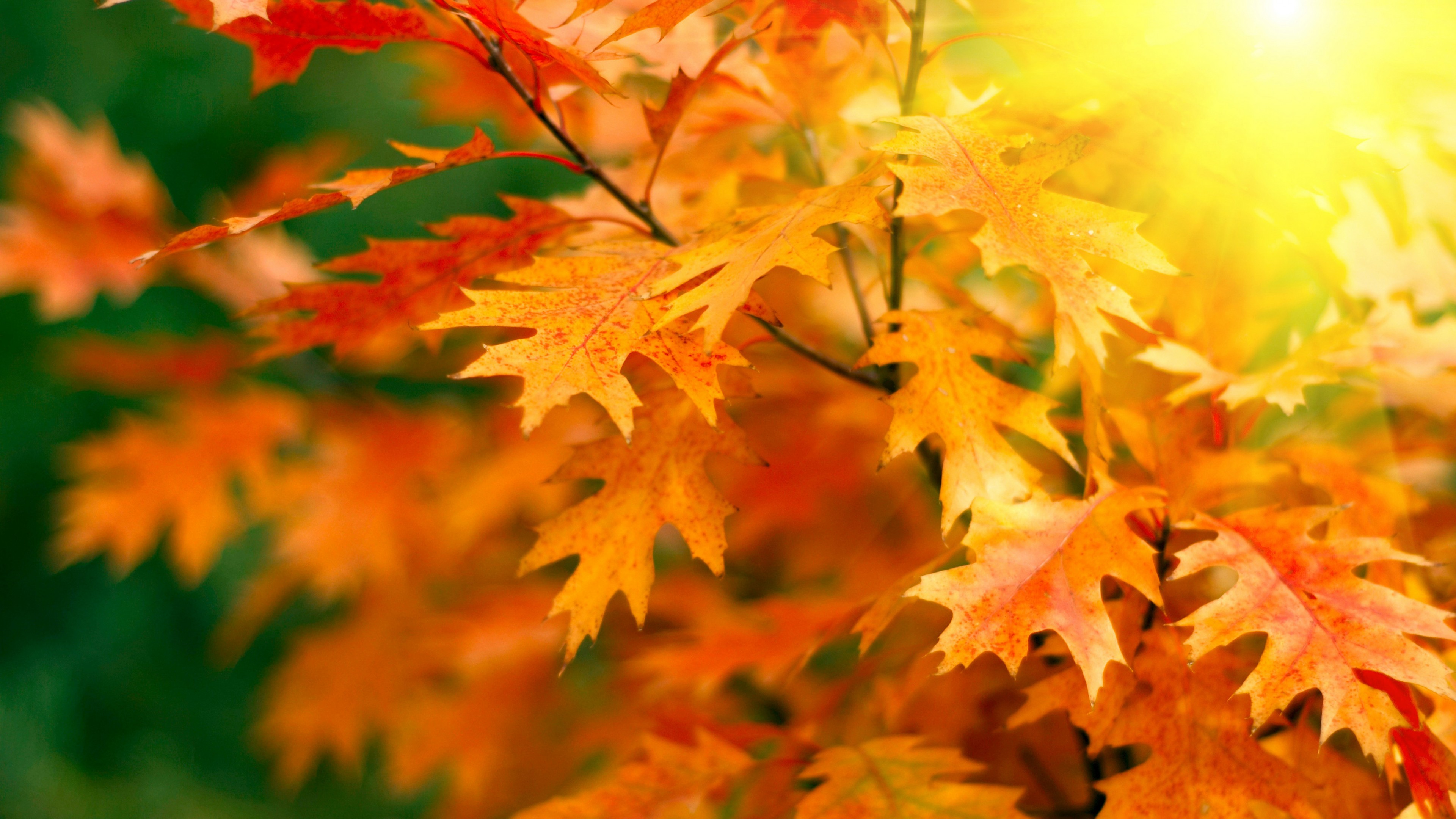 leaves, trees, autumn, 4K, HD Wallpaper