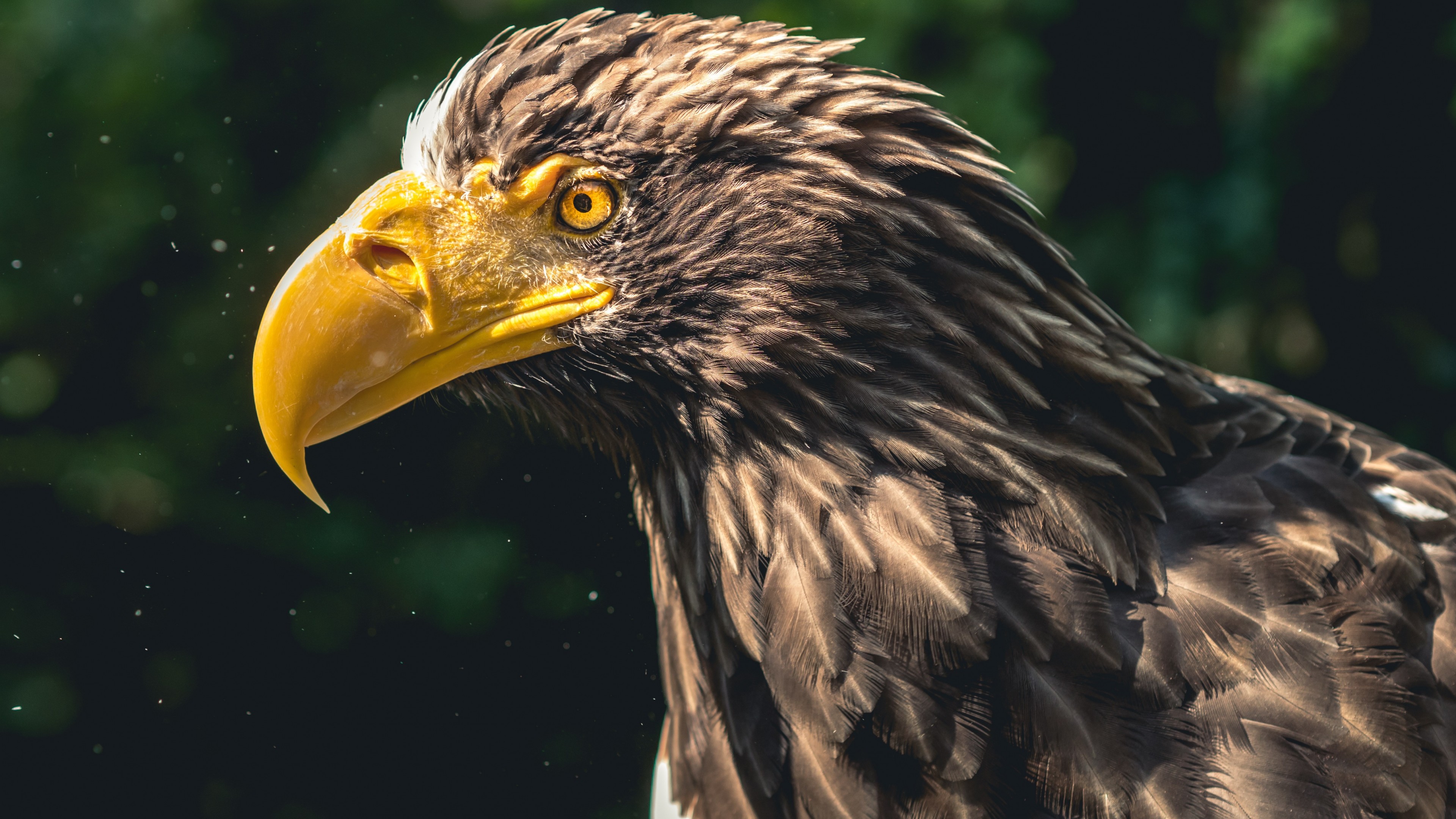 eagle, bird, 4k, HD Wallpaper
