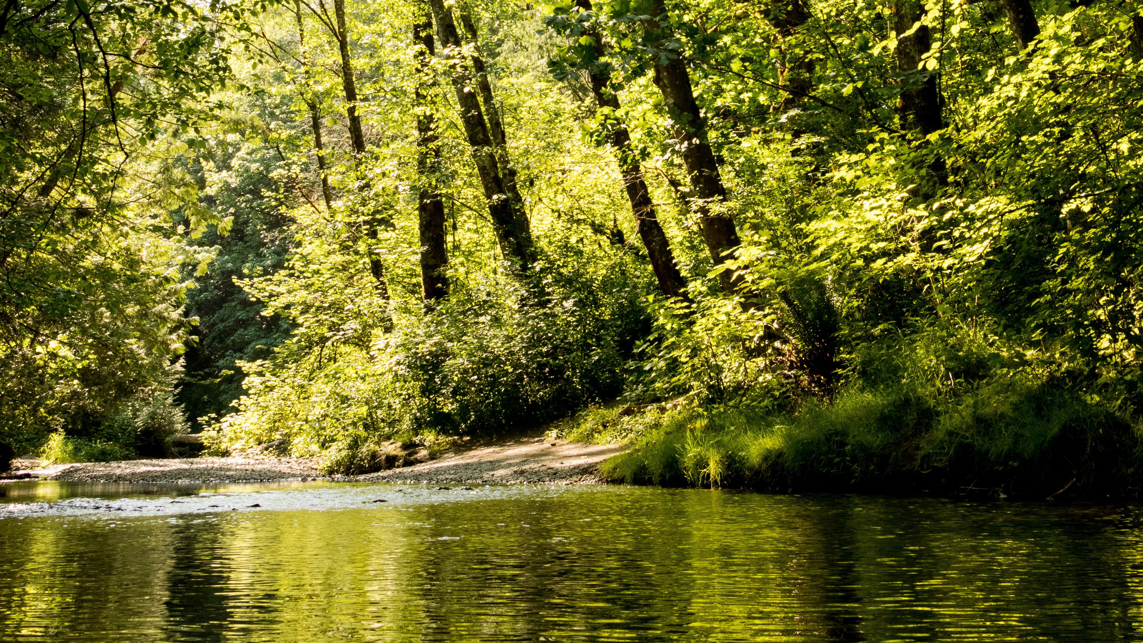forest, river, trees, foliage, 4k, HD Wallpaper