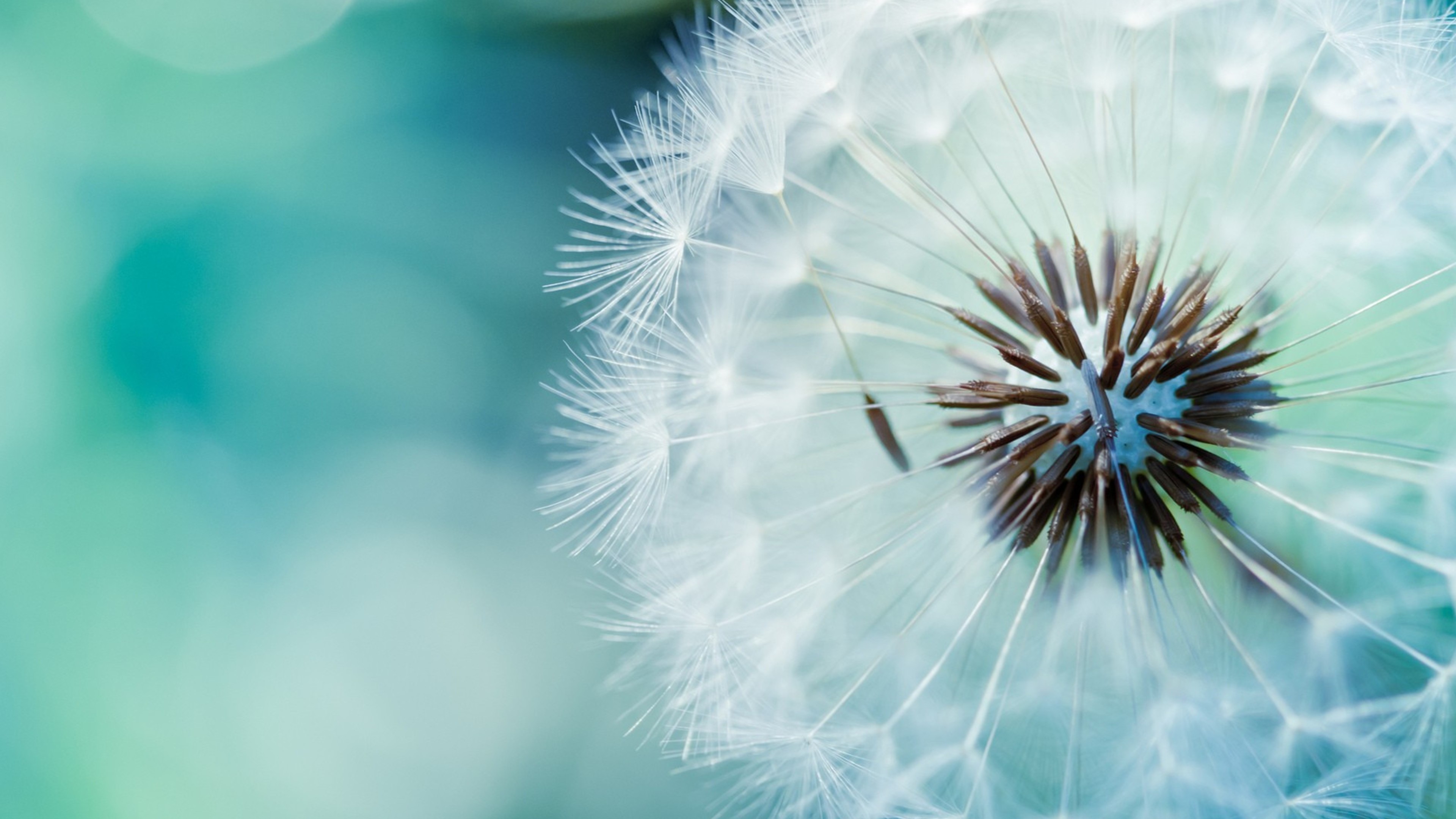 dandelion, flower, 4k, HD Wallpaper