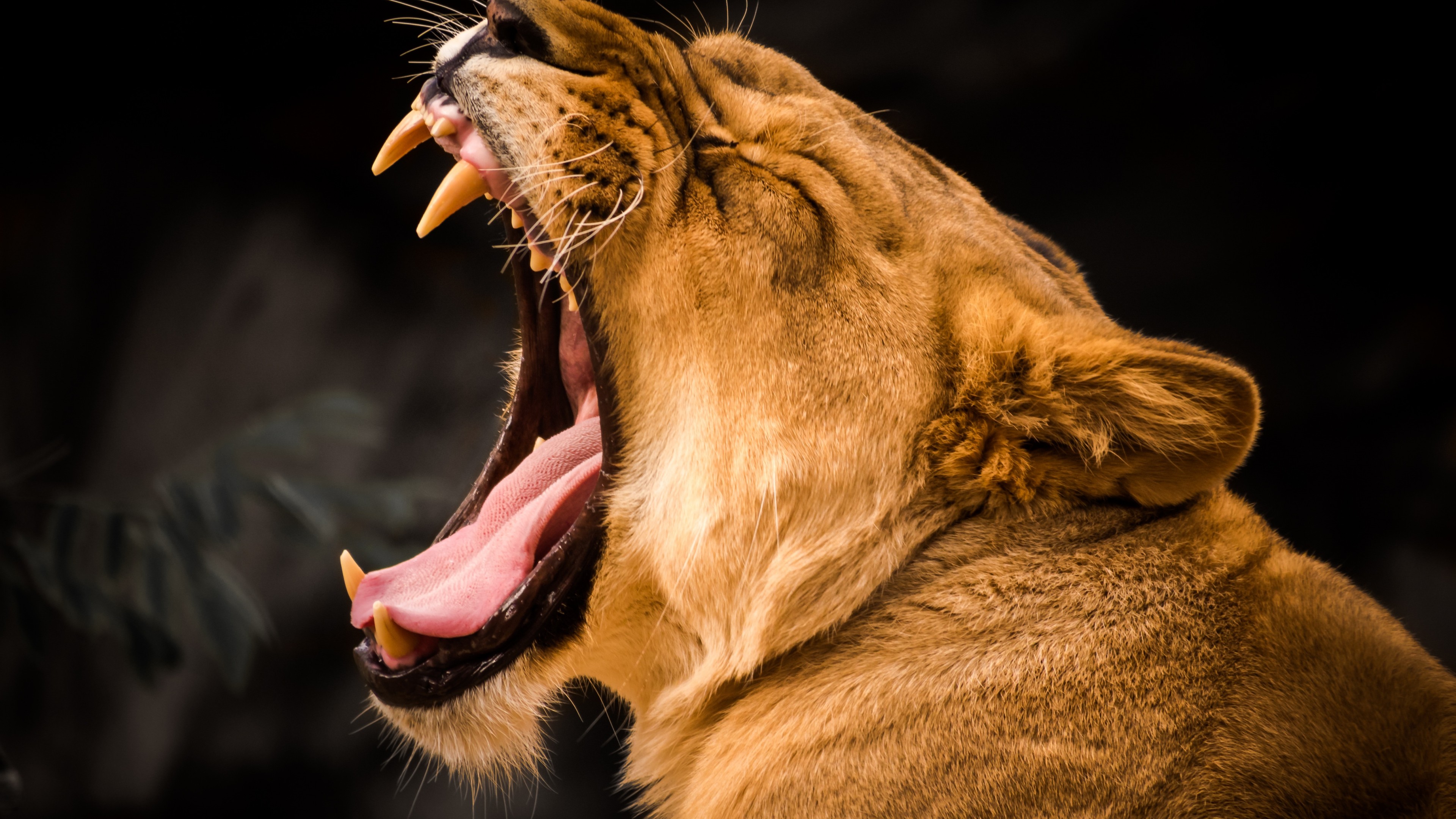 lion, roaring, 4k, HD Wallpaper