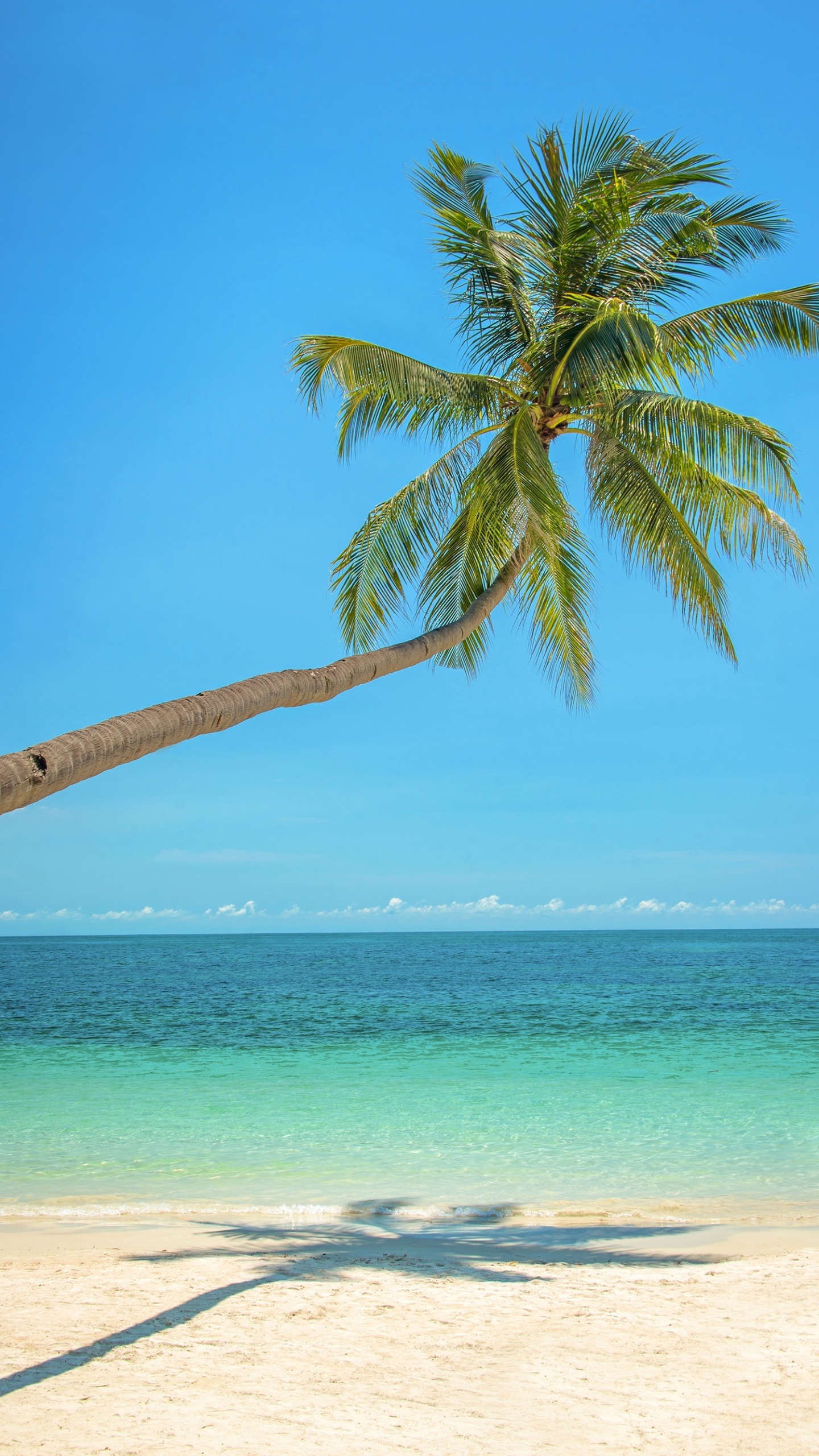 Earth Ocean, Horizon, Nature, Palm Tree, 1440x2560, Phone HD Wallpaper