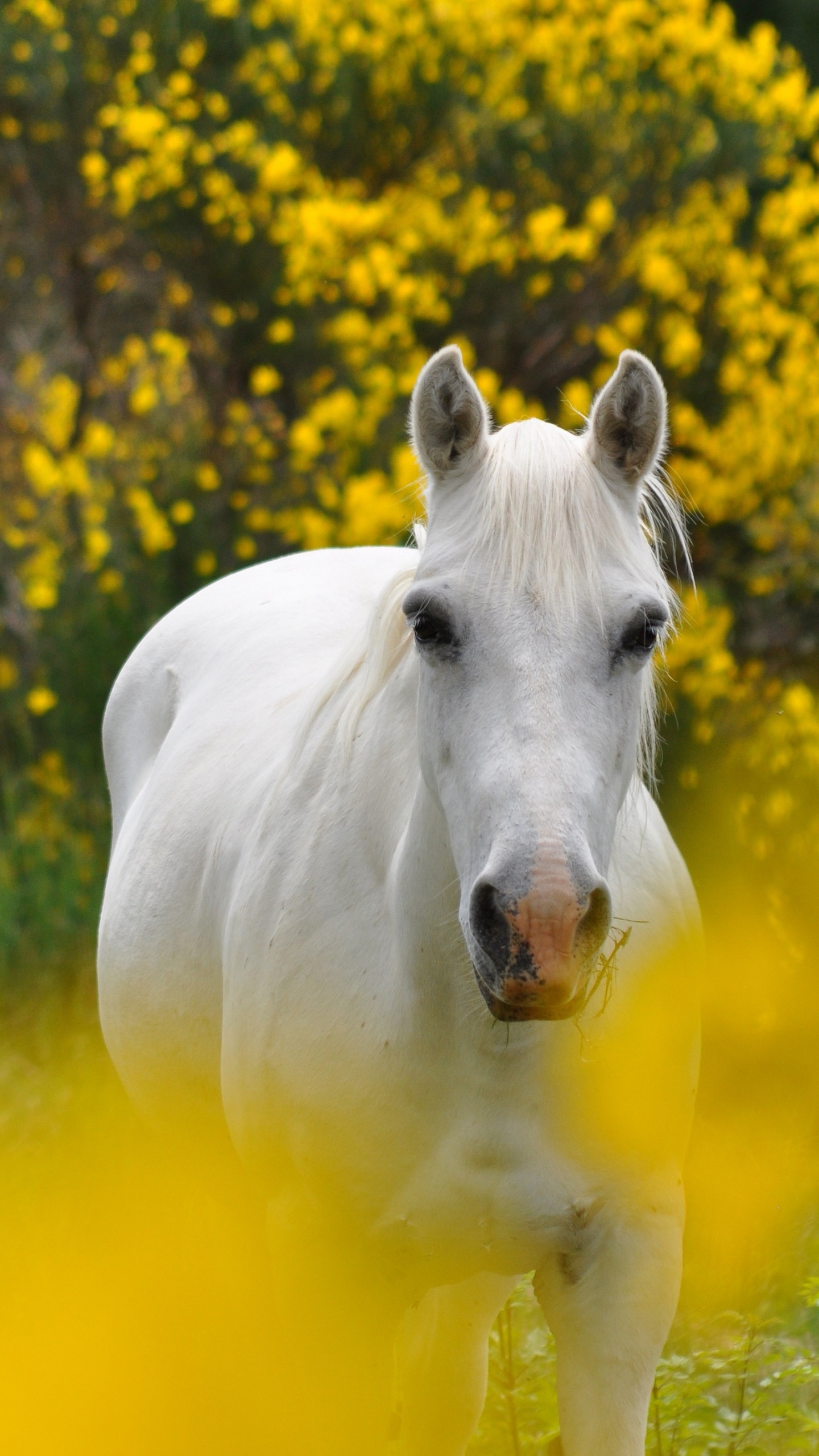 Animal Horse, 1440x2560, Phone HD Wallpaper