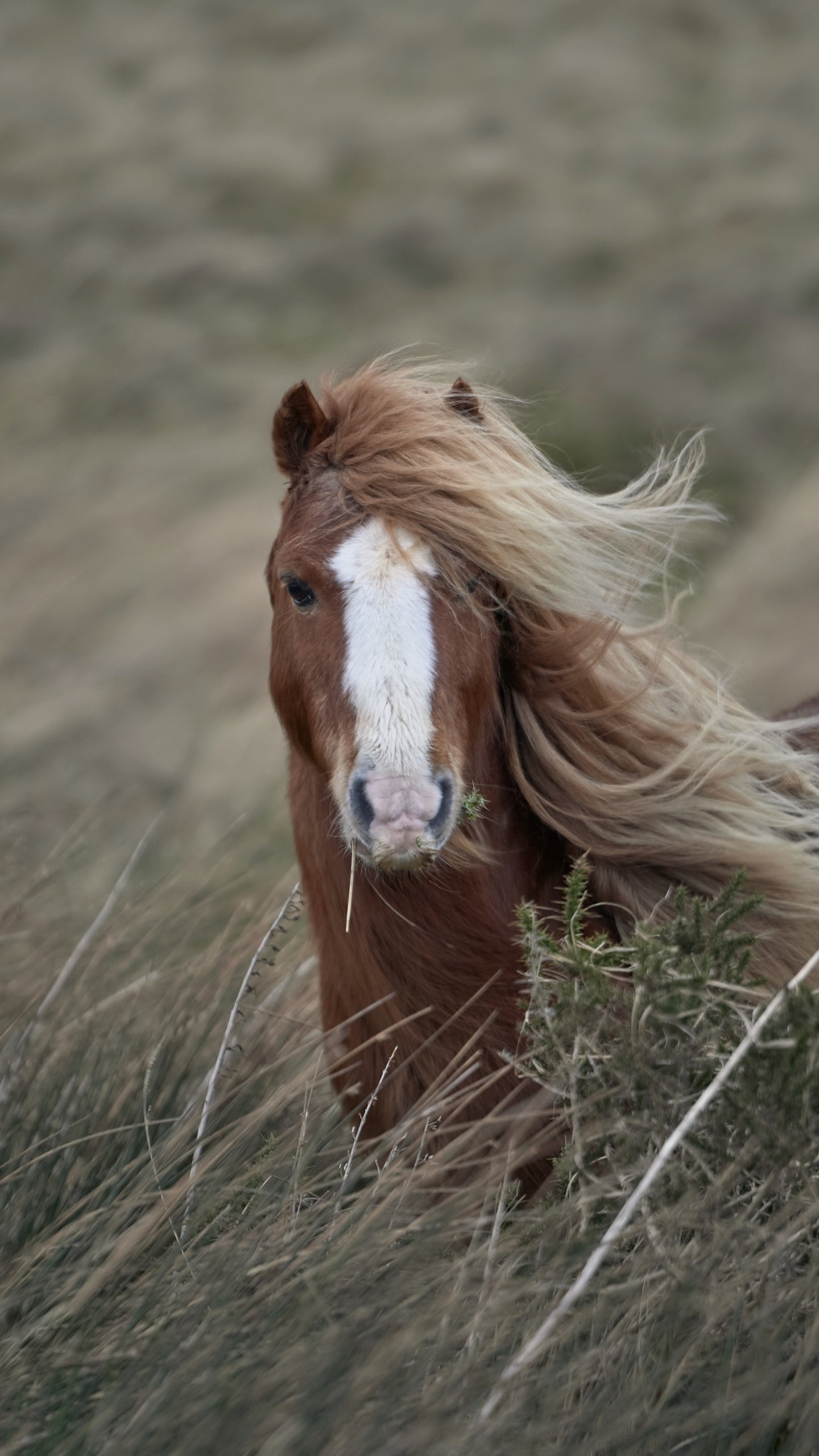 Animal Horse, 1440x2560, Phone HD Wallpaper