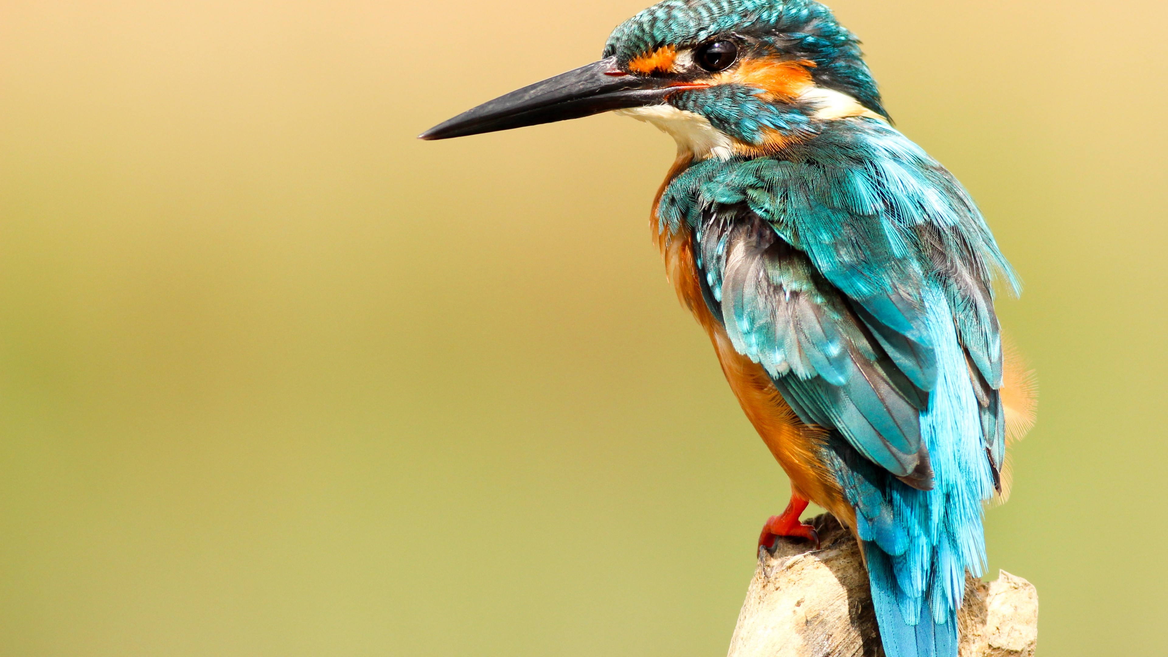 kingfisher, bird, 4K, HD Wallpaper