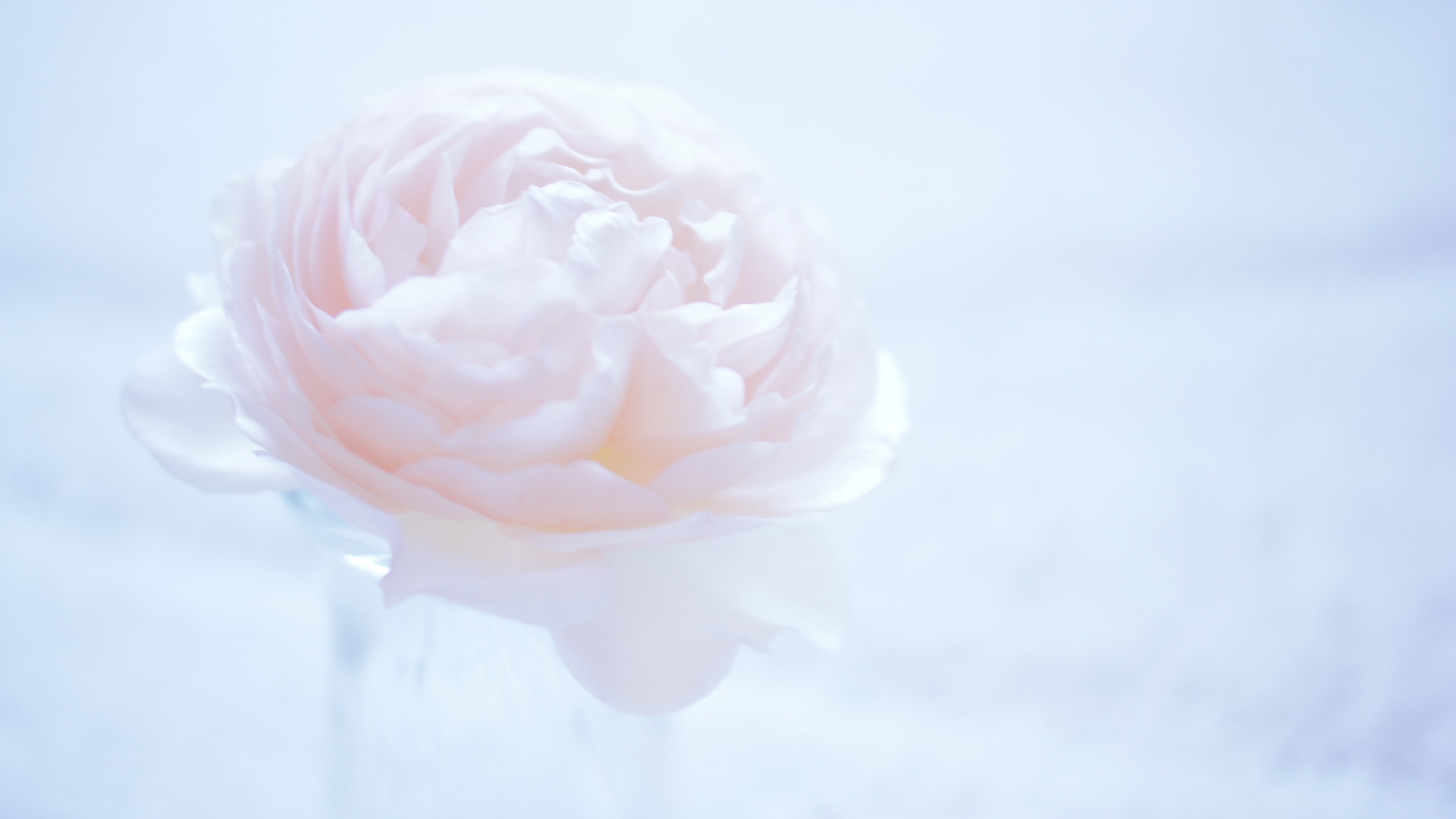 flower, white, 4k, HD Wallpaper