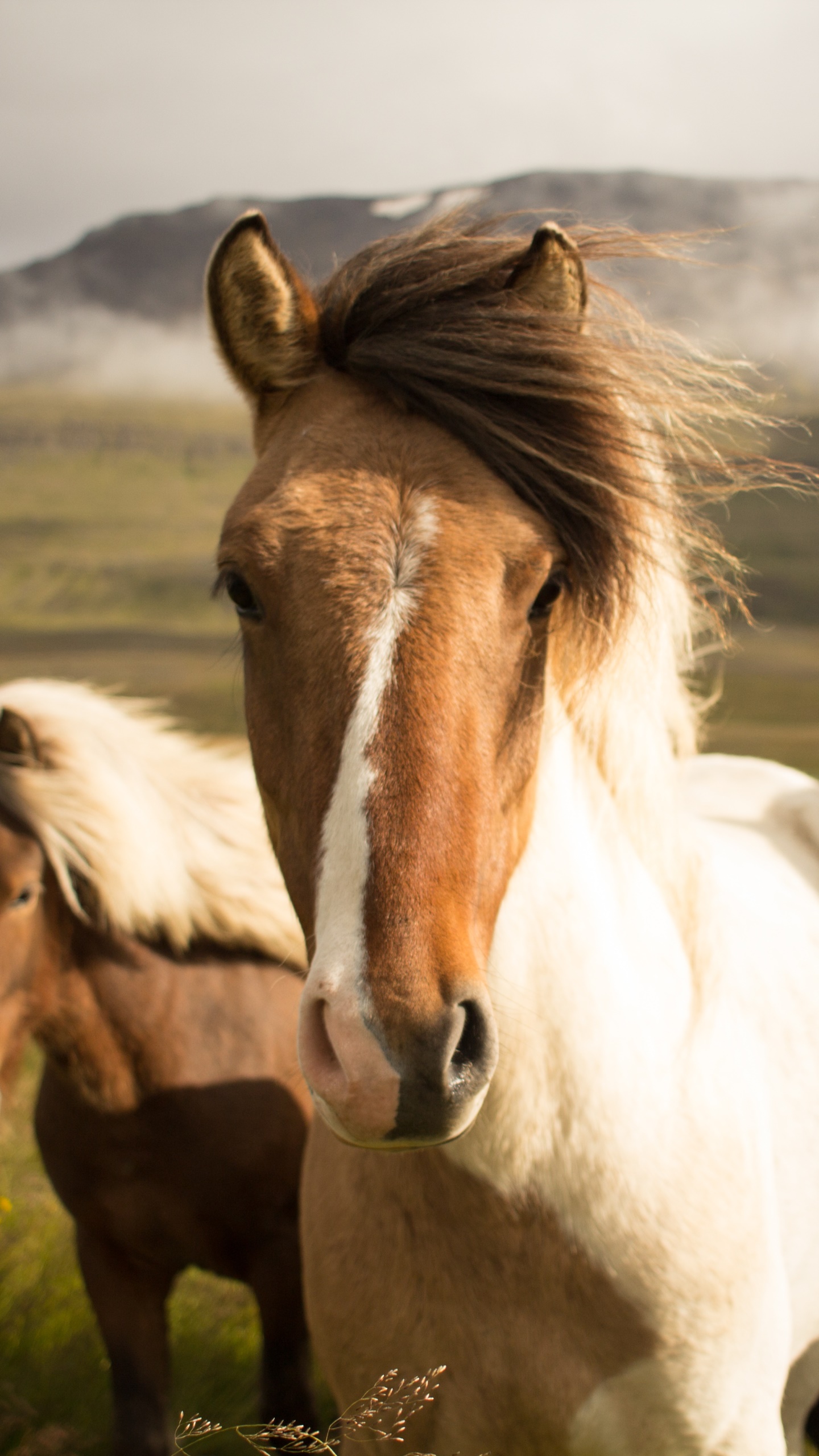 Animal Horse, Stare, 1440x2560, Phone HD Wallpaper