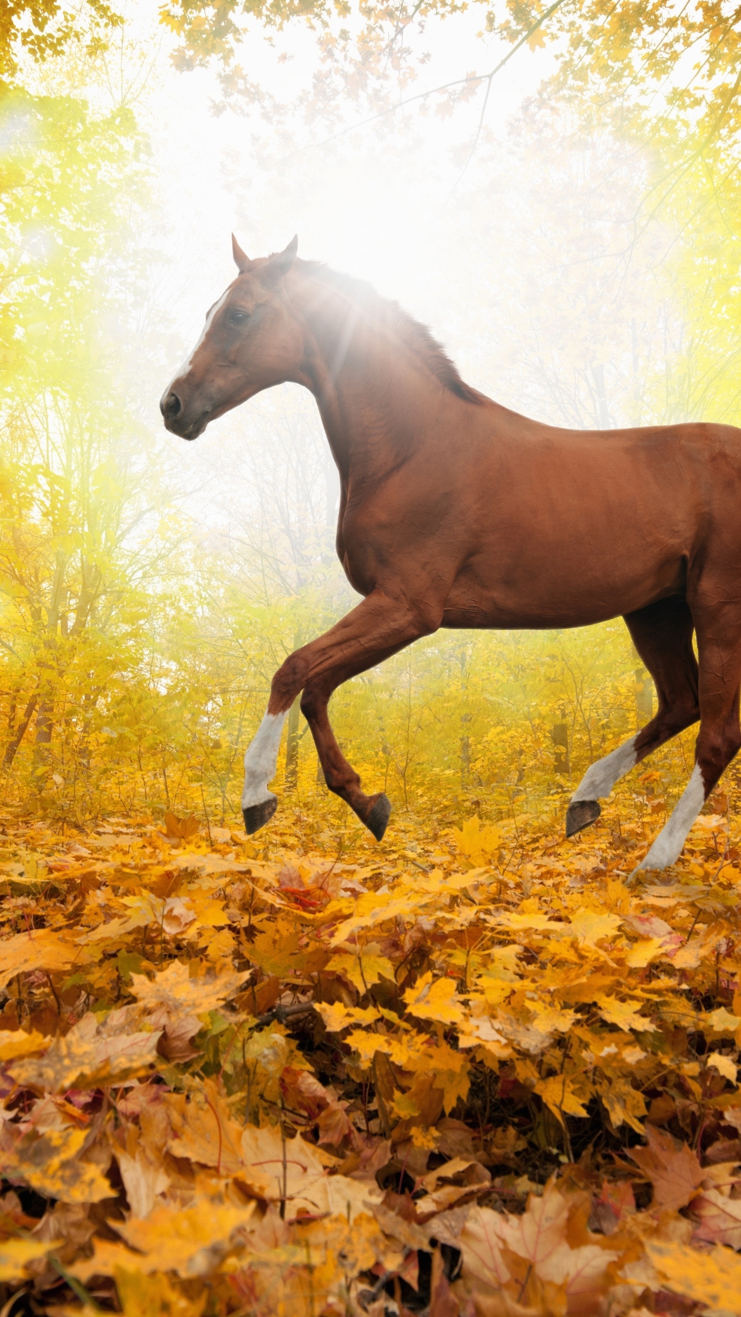 Animal Horse, 1440x2560, Phone HD Wallpaper