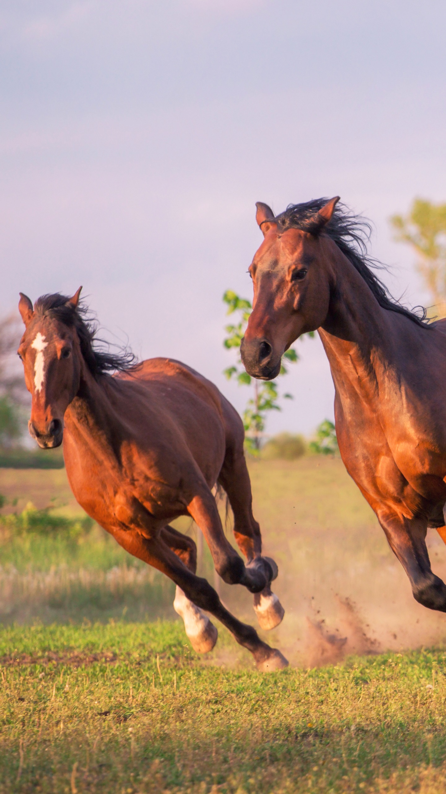 Animal Horse, 1440x2560, Phone HD Wallpaper