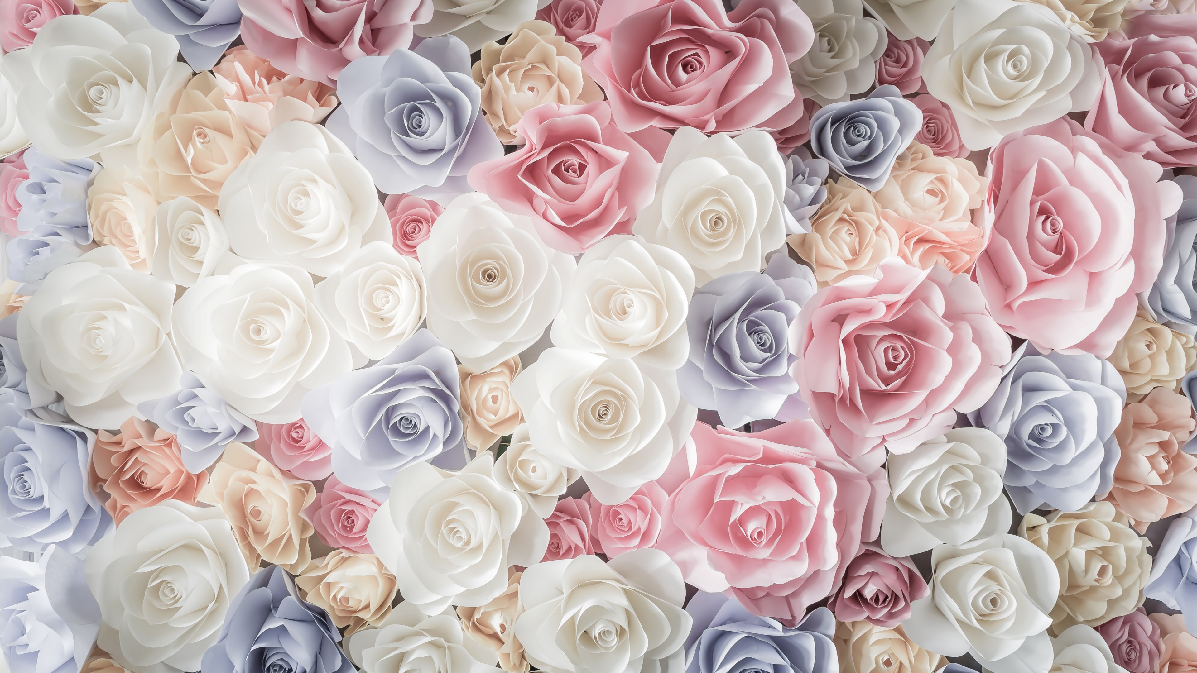 flowers, rose, 4K, HD Wallpaper